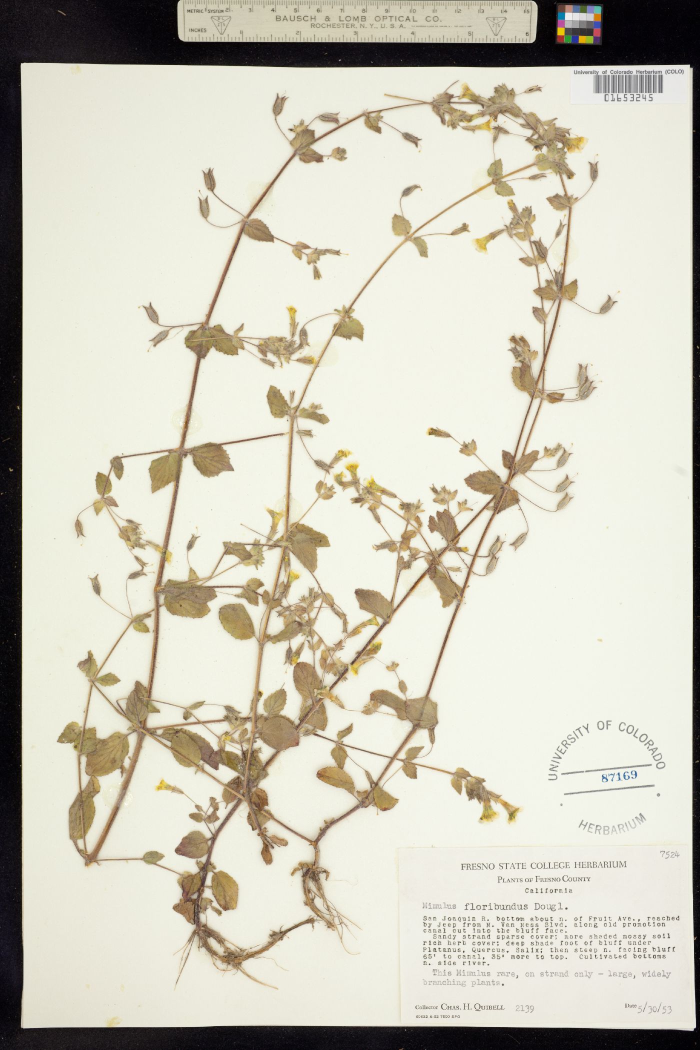 Phrymaceae image