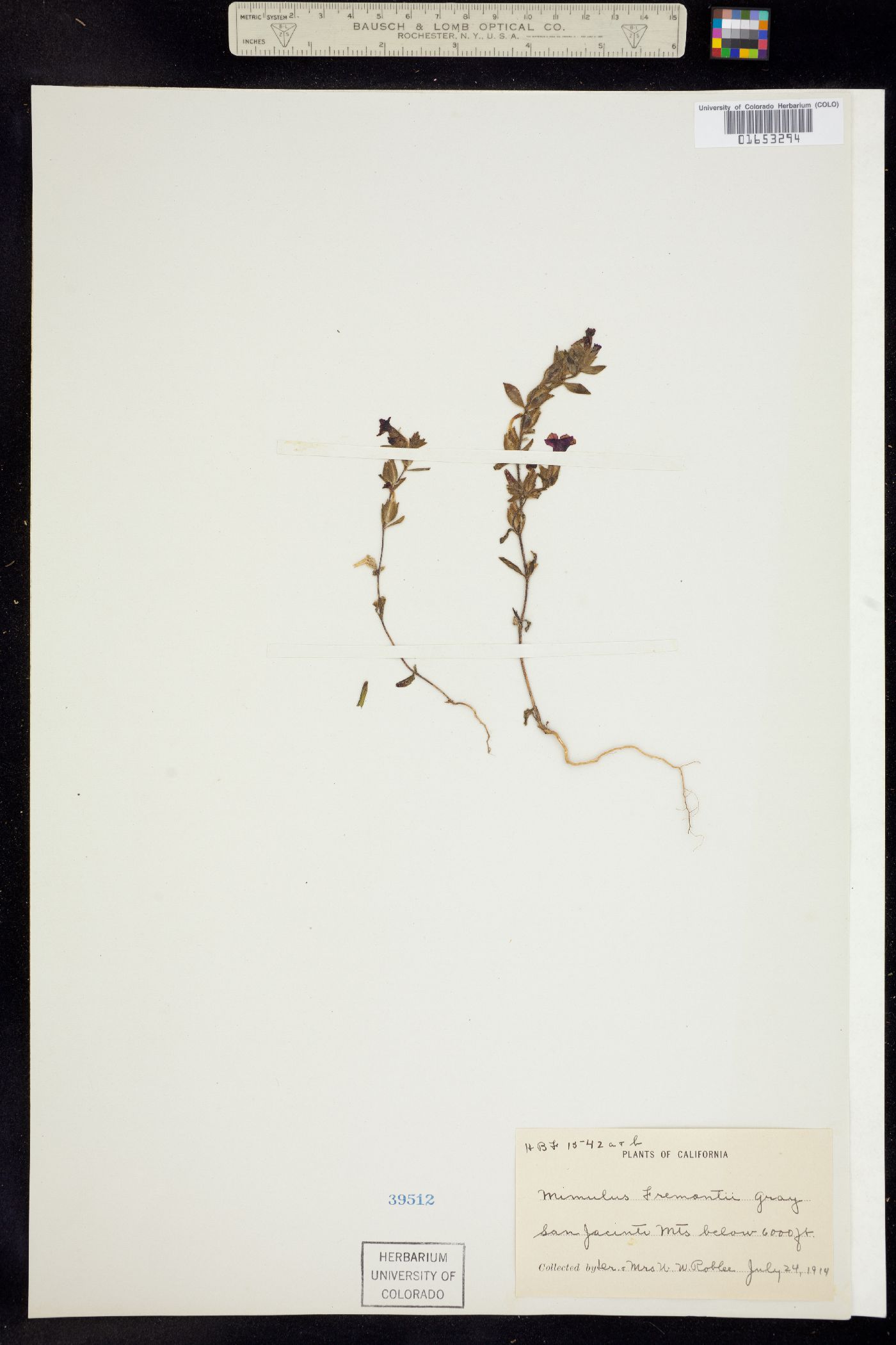 Mimulus fremontii image