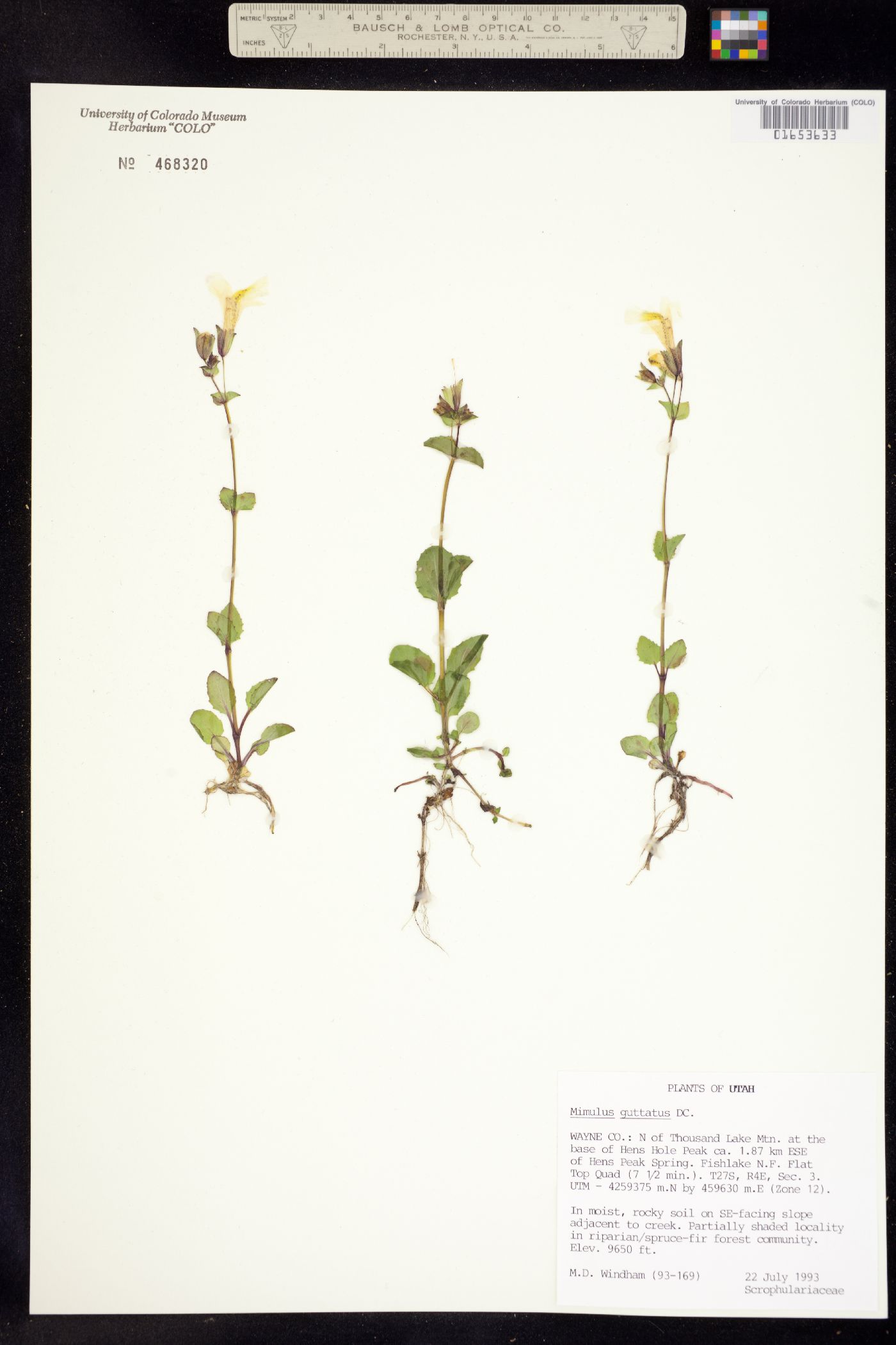 Mimulus guttatus image