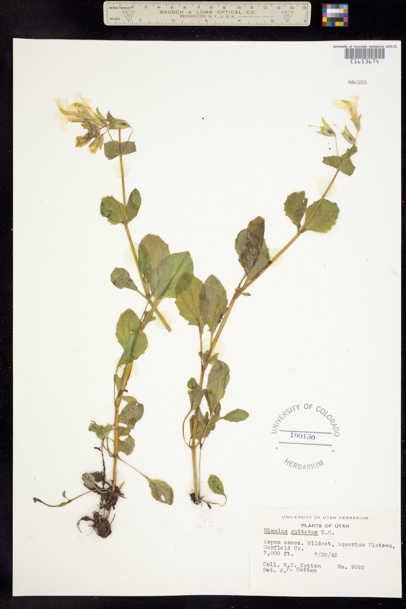 Mimulus guttatus image