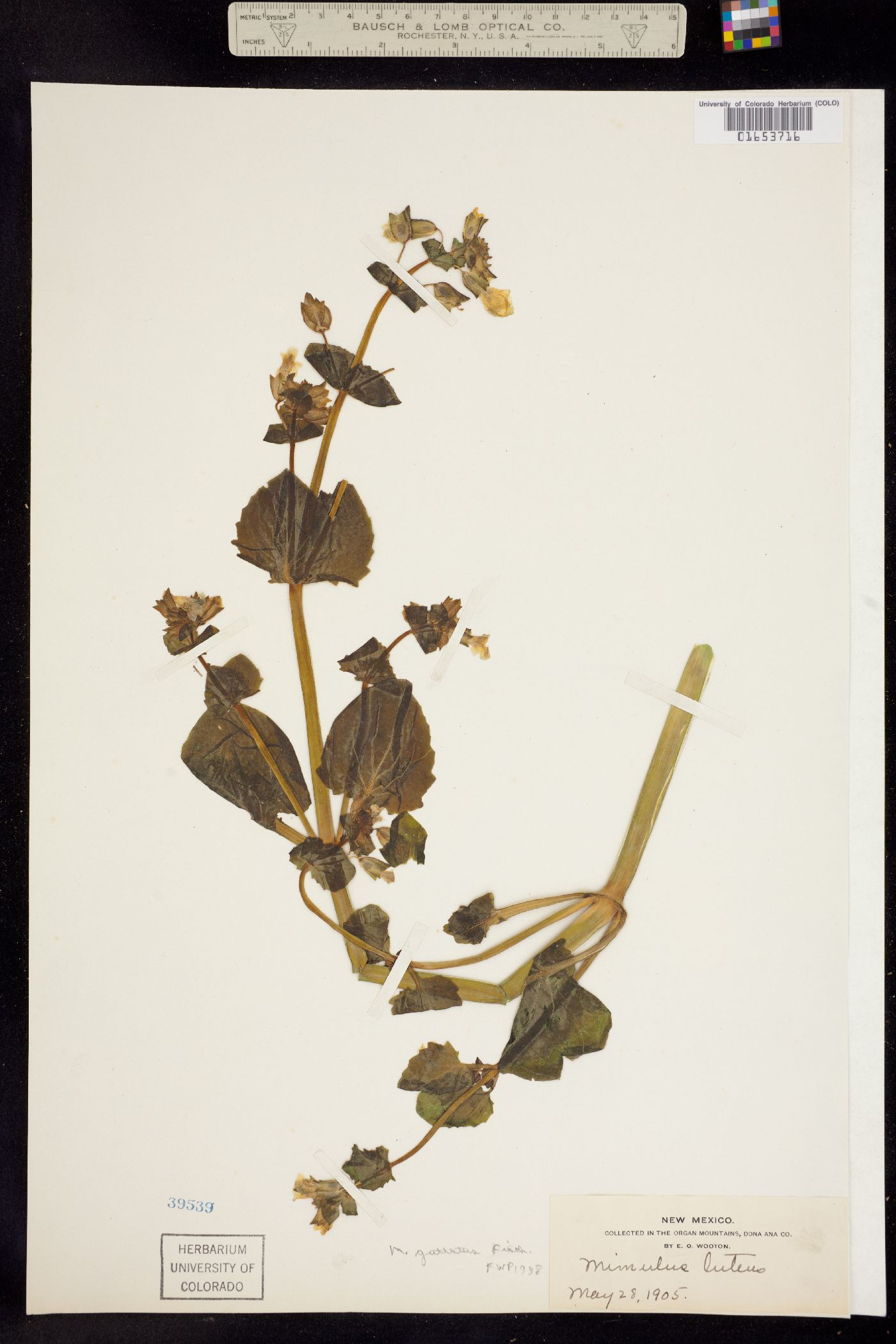 Mimulus guttatus image