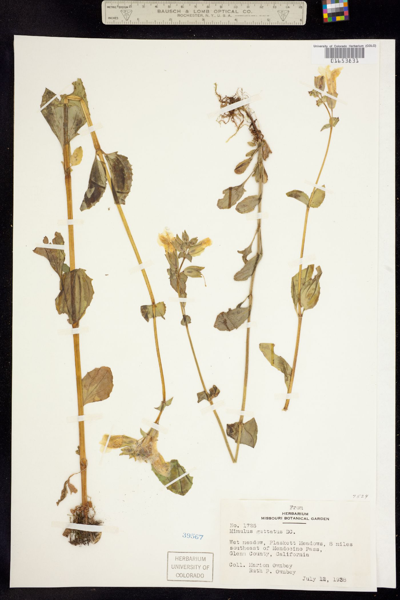 Mimulus guttatus image