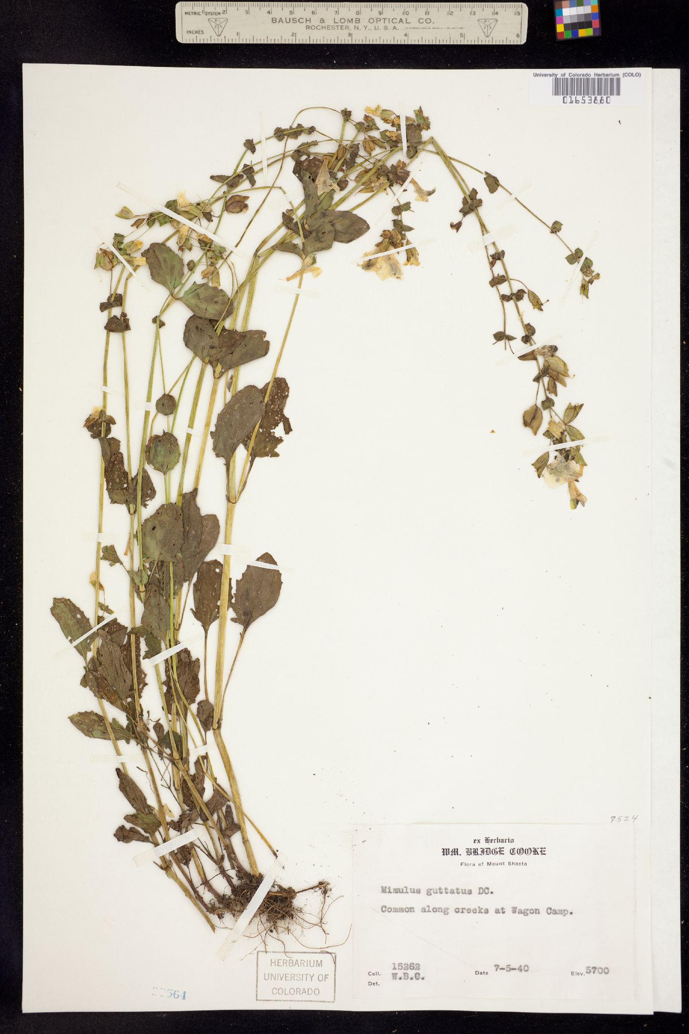 Mimulus guttatus image
