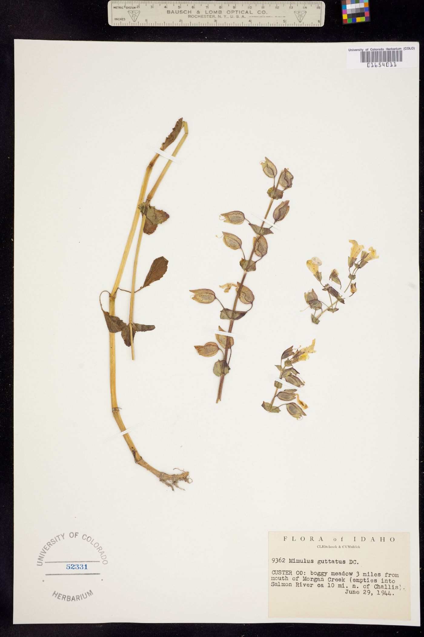 Mimulus image