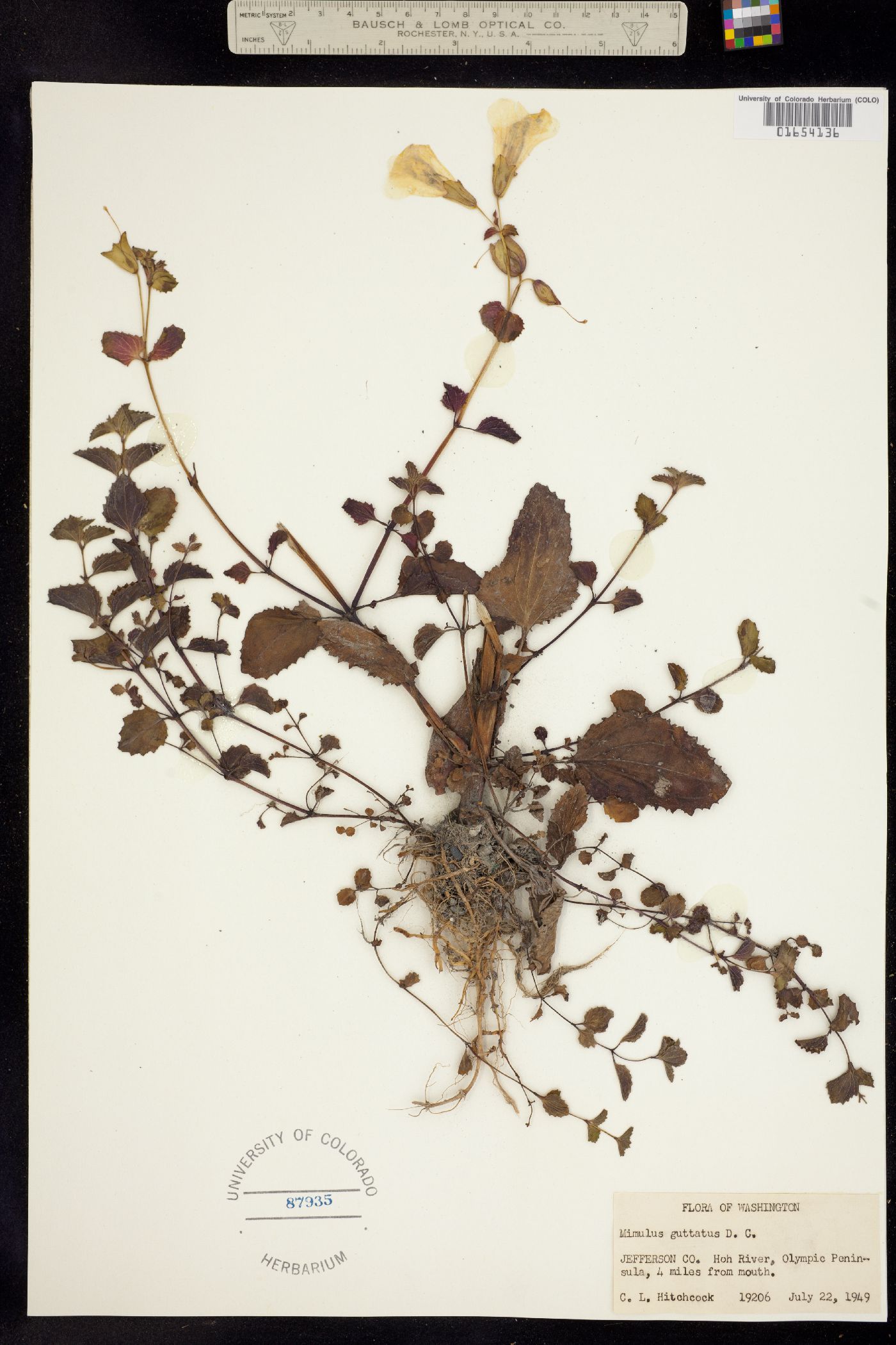 Mimulus guttatus image
