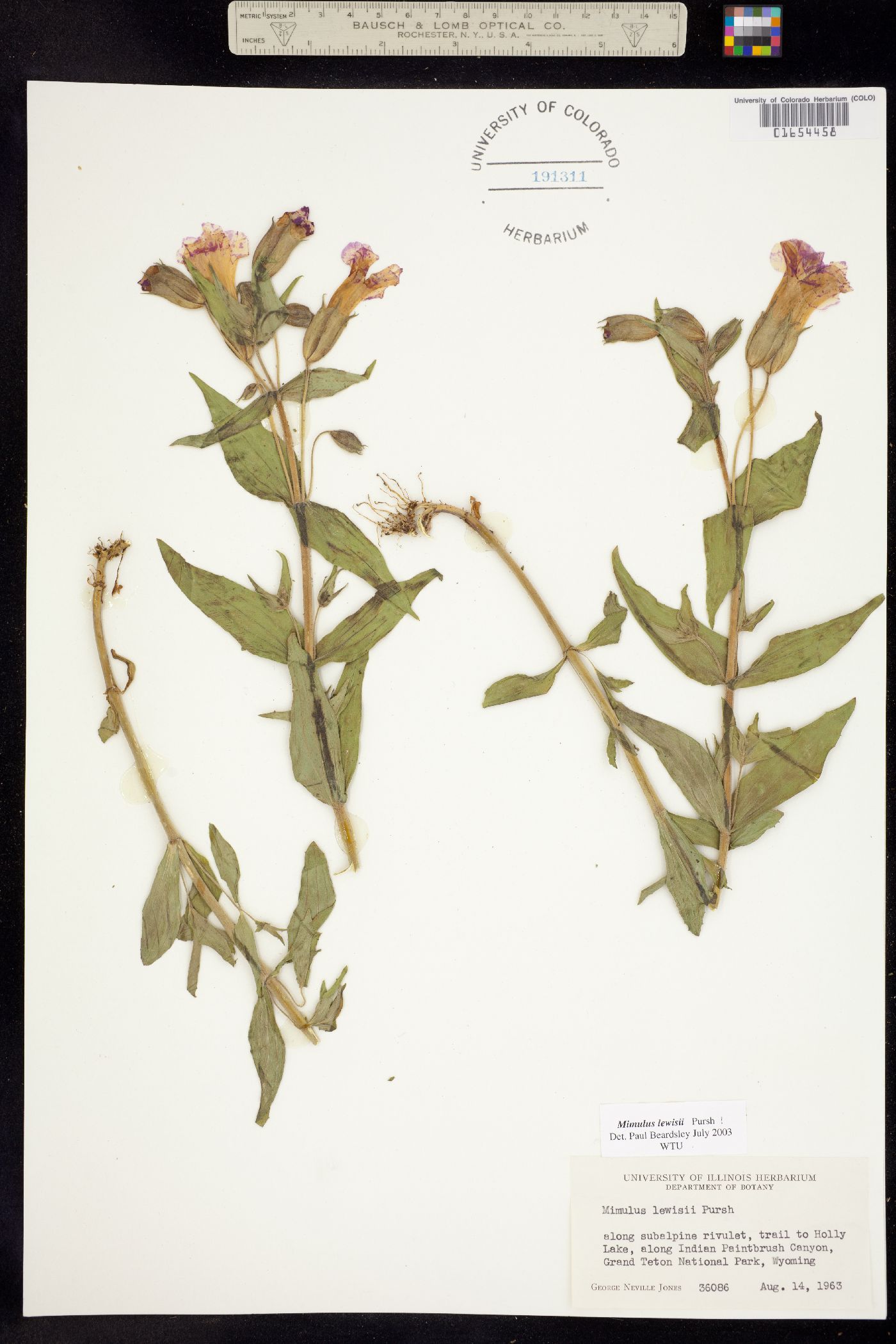 Mimulus lewisii image