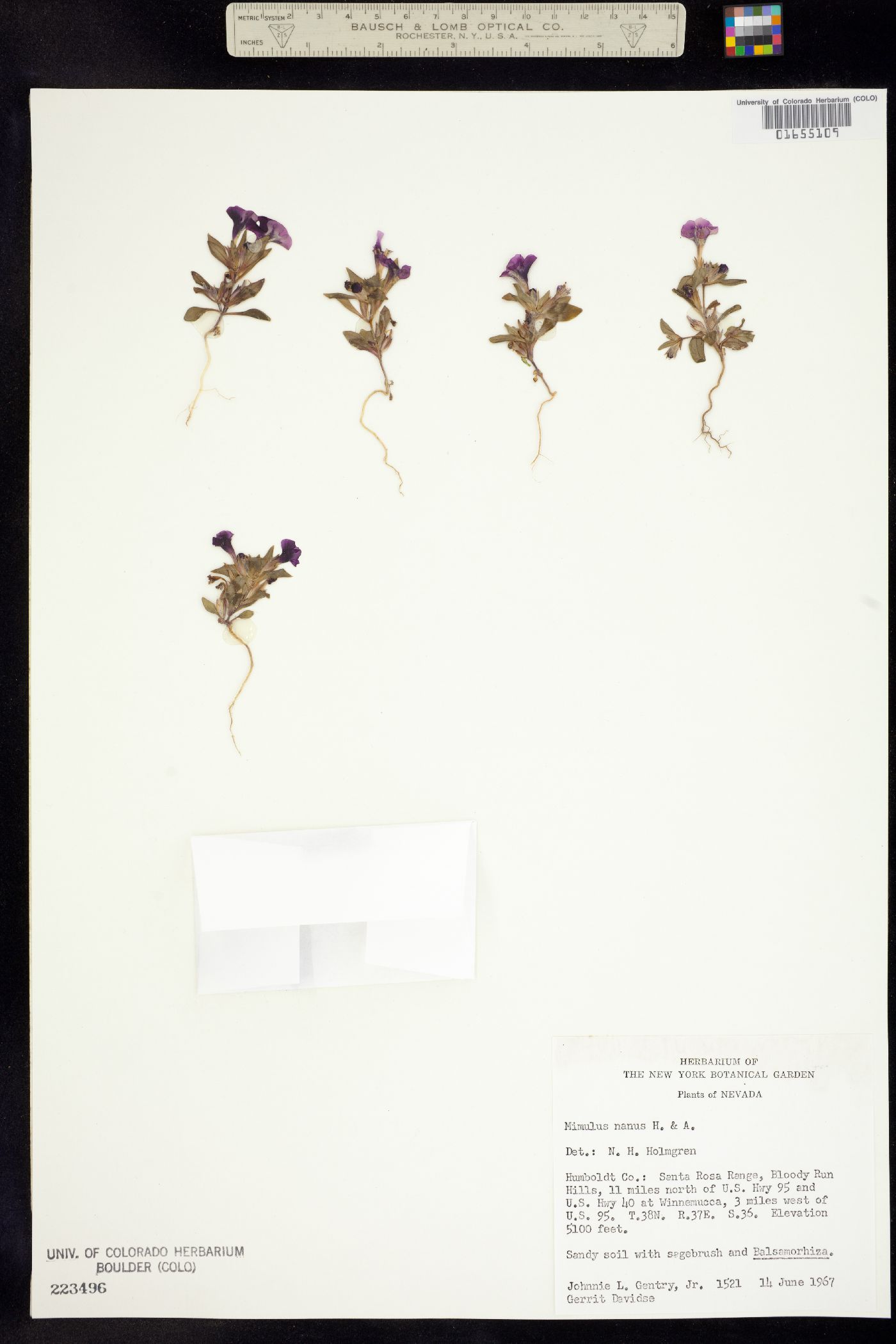 Mimulus nanus image
