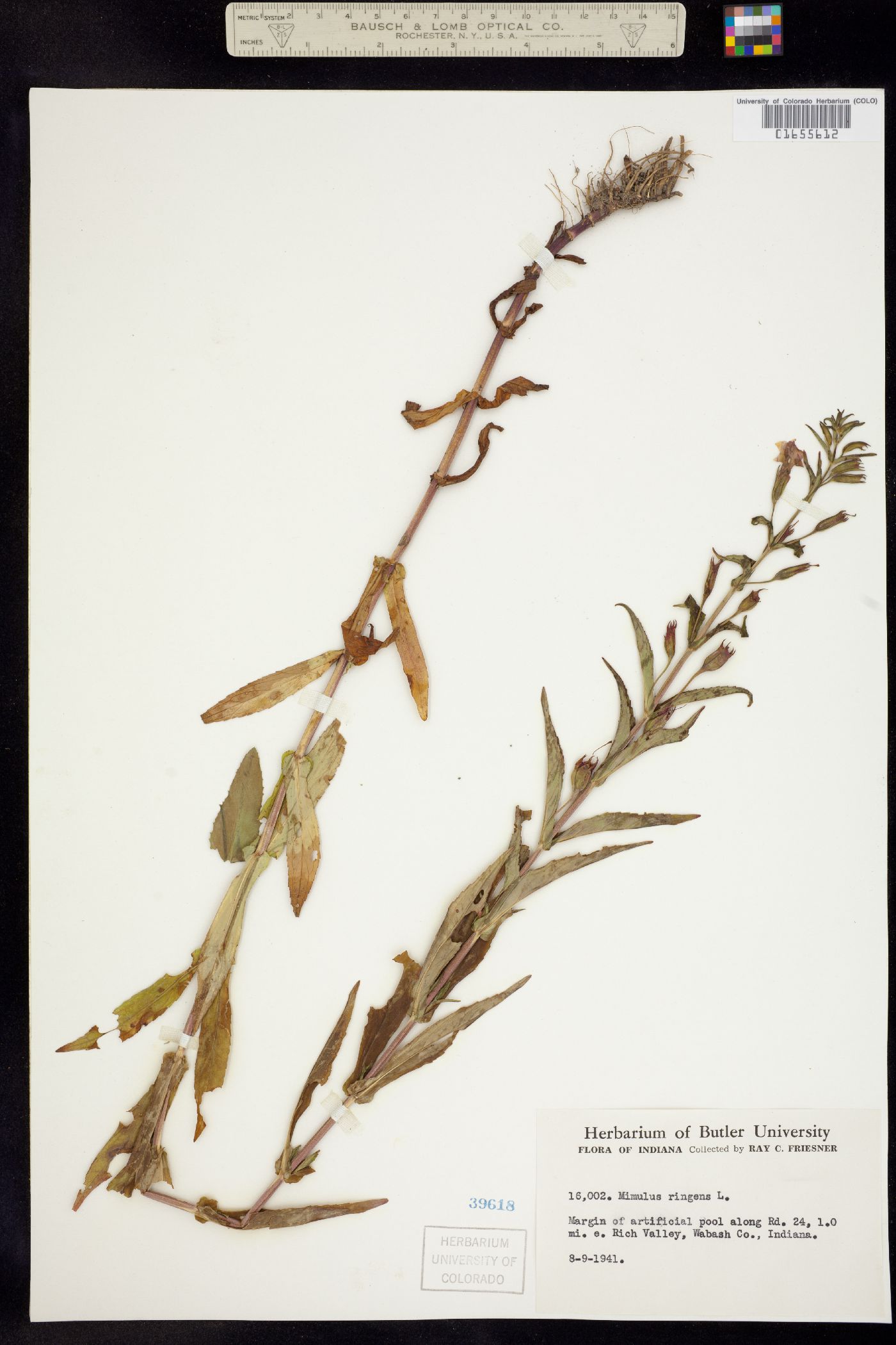 Mimulus ringens image