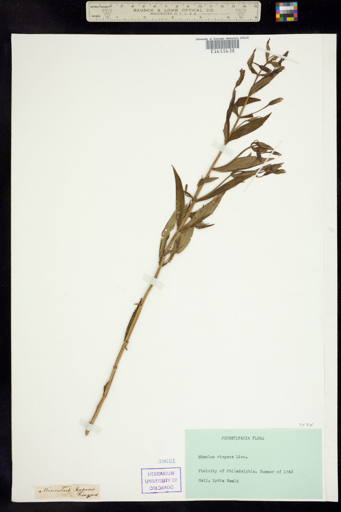 Mimulus ringens image