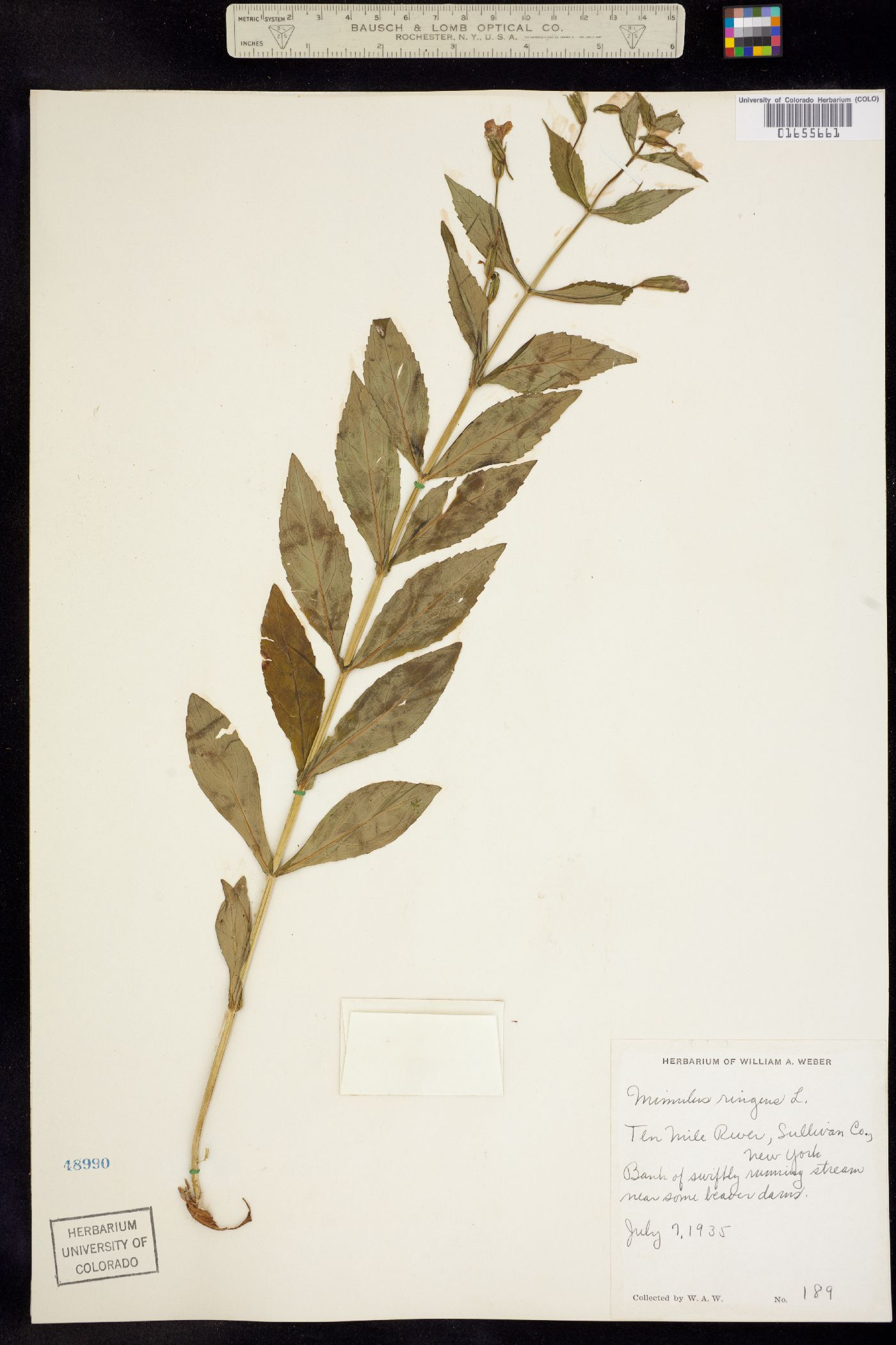 Mimulus ringens image