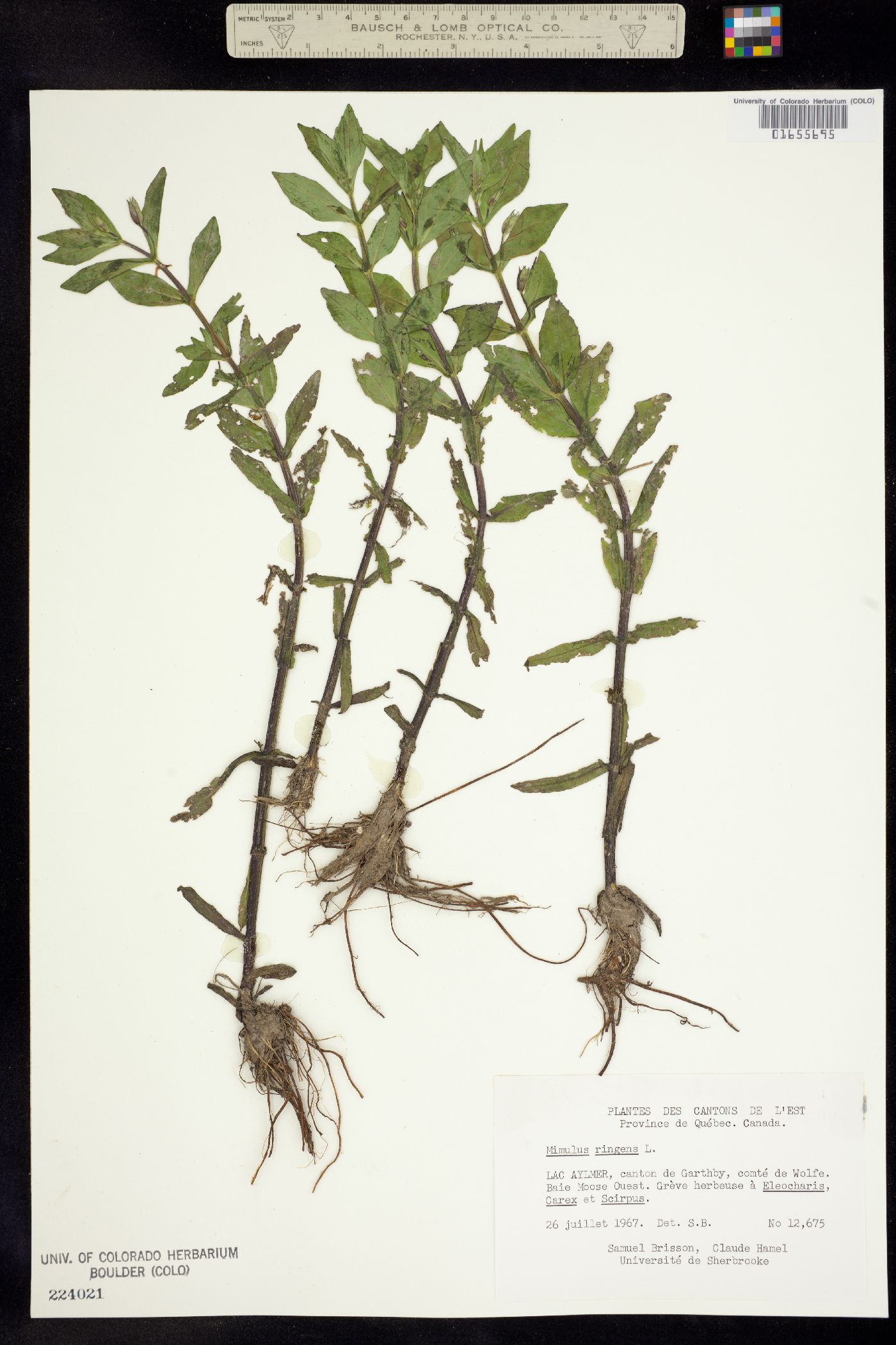 Mimulus ringens image