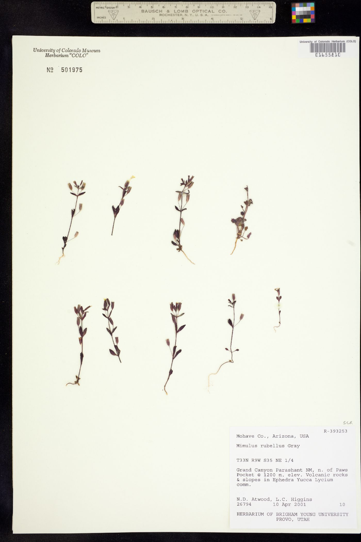 Mimulus rubellus image