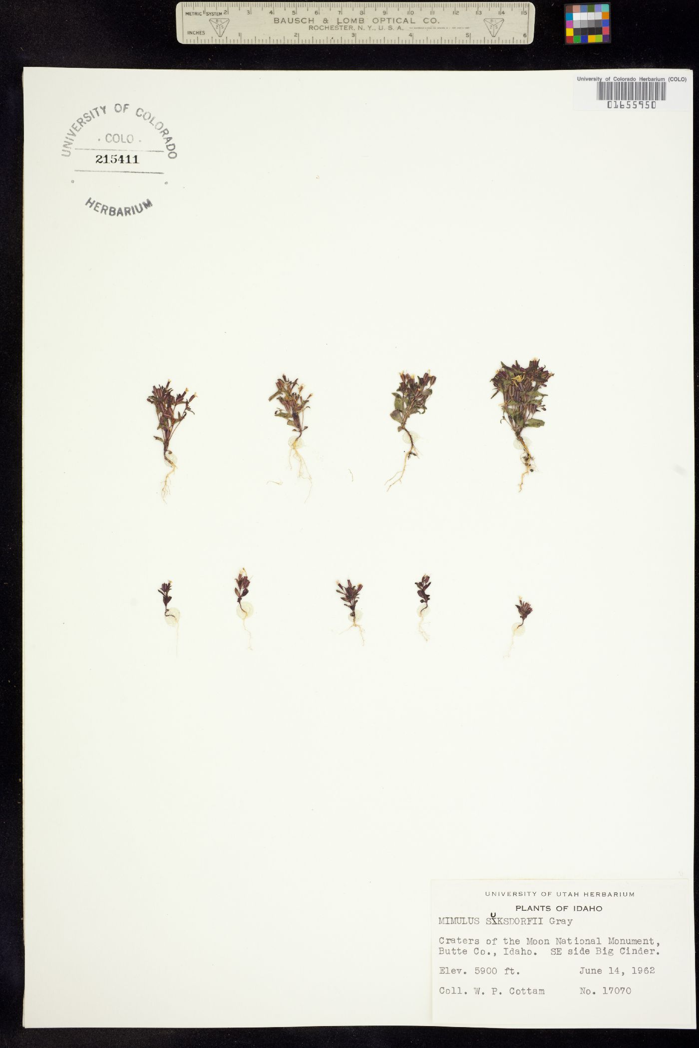 Mimulus suksdorfii image