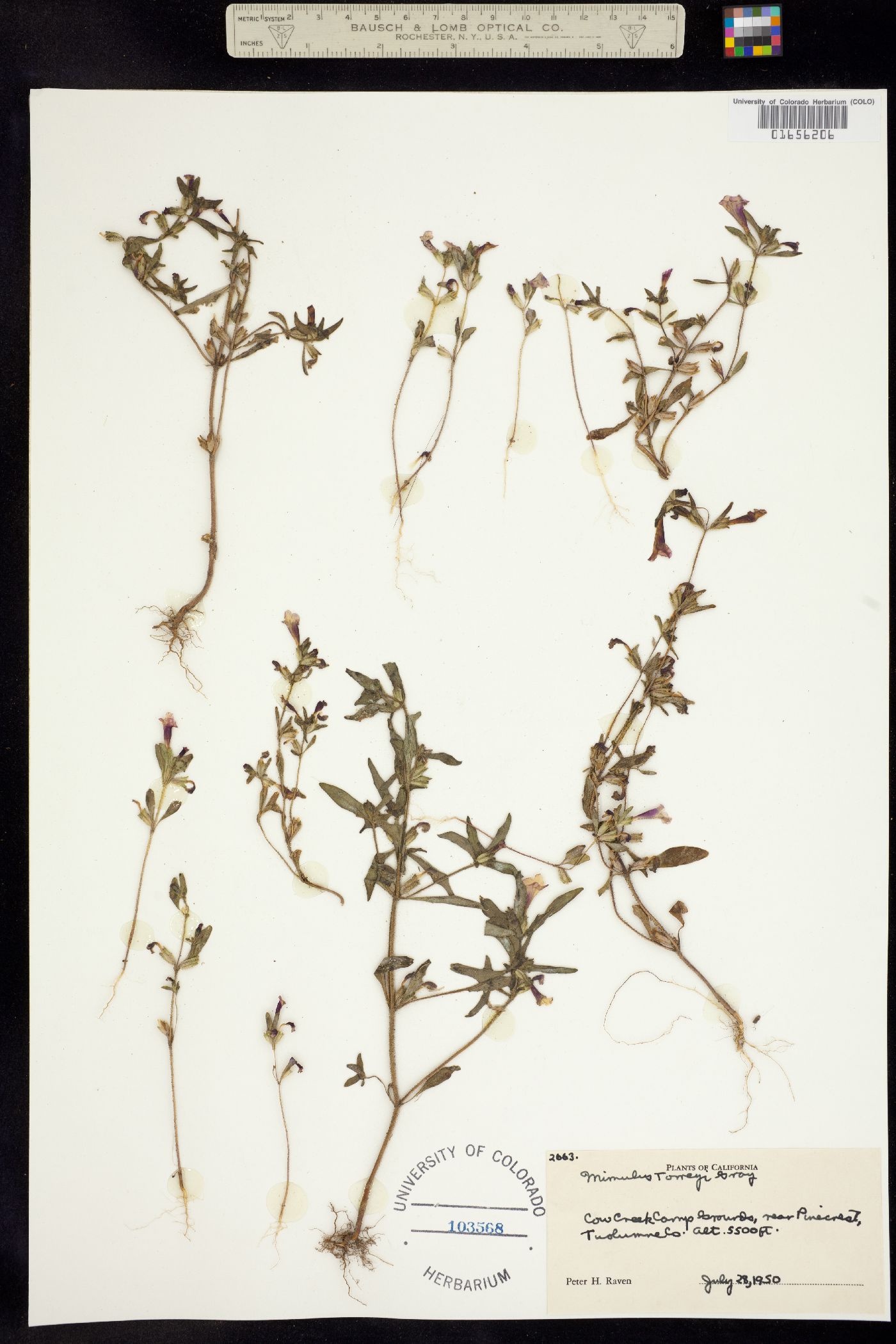 Mimulus torreyi image