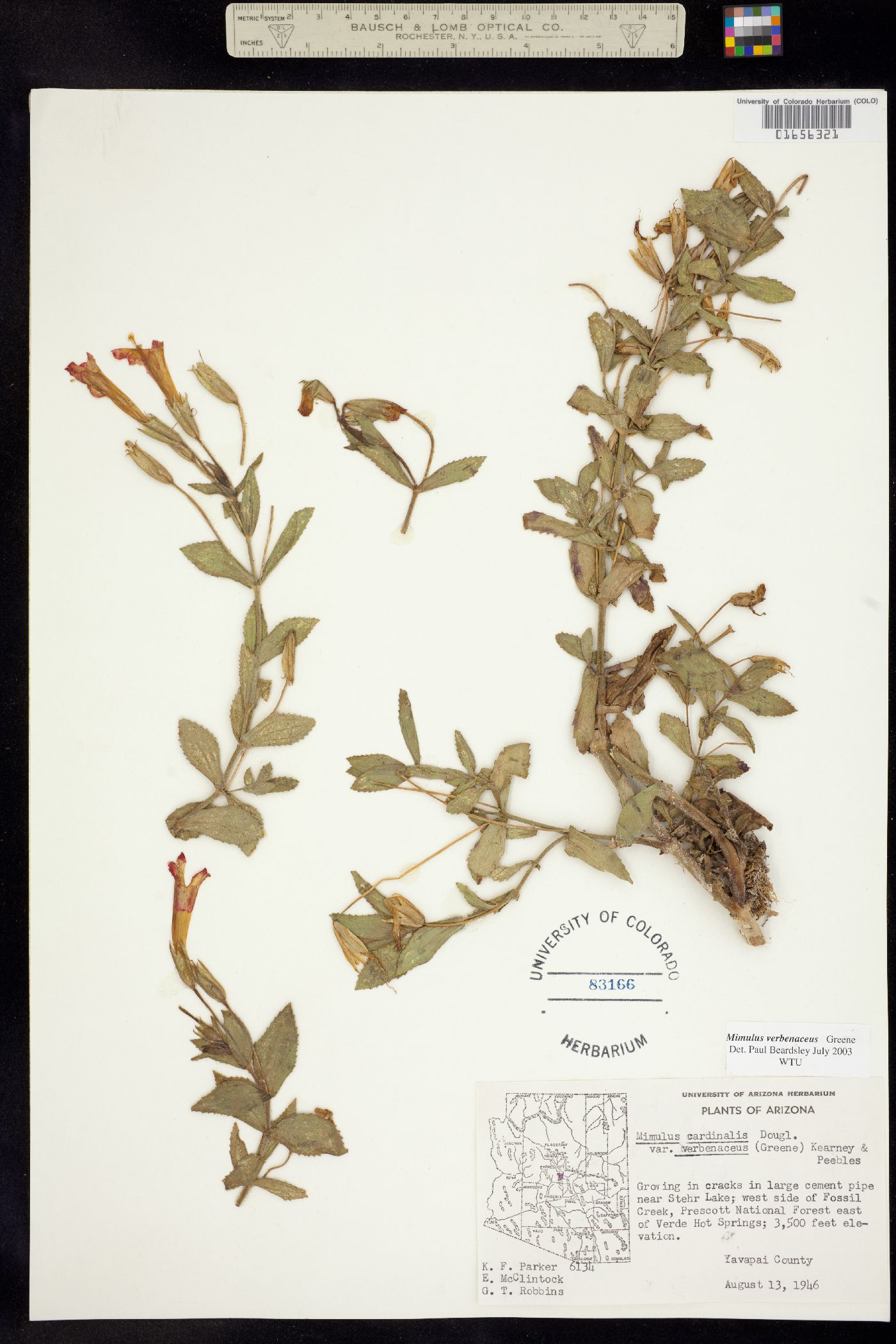 Mimulus cardinalis image