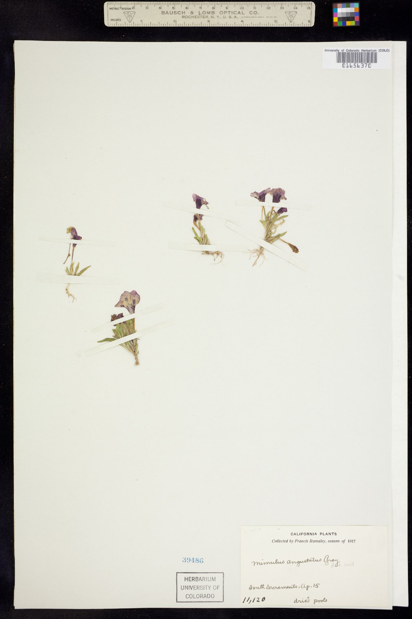 Mimulus angustatus image