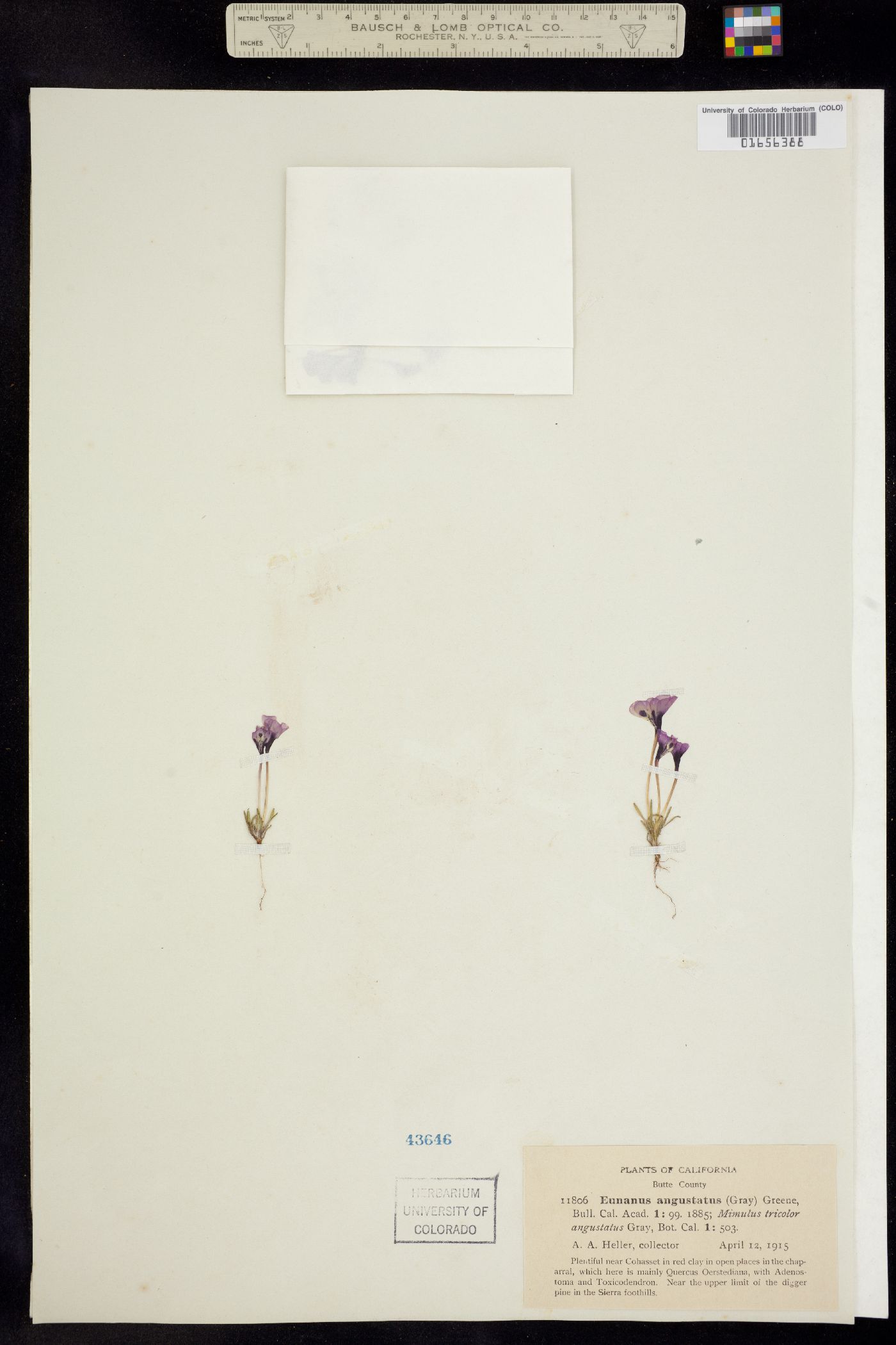 Mimulus angustatus image