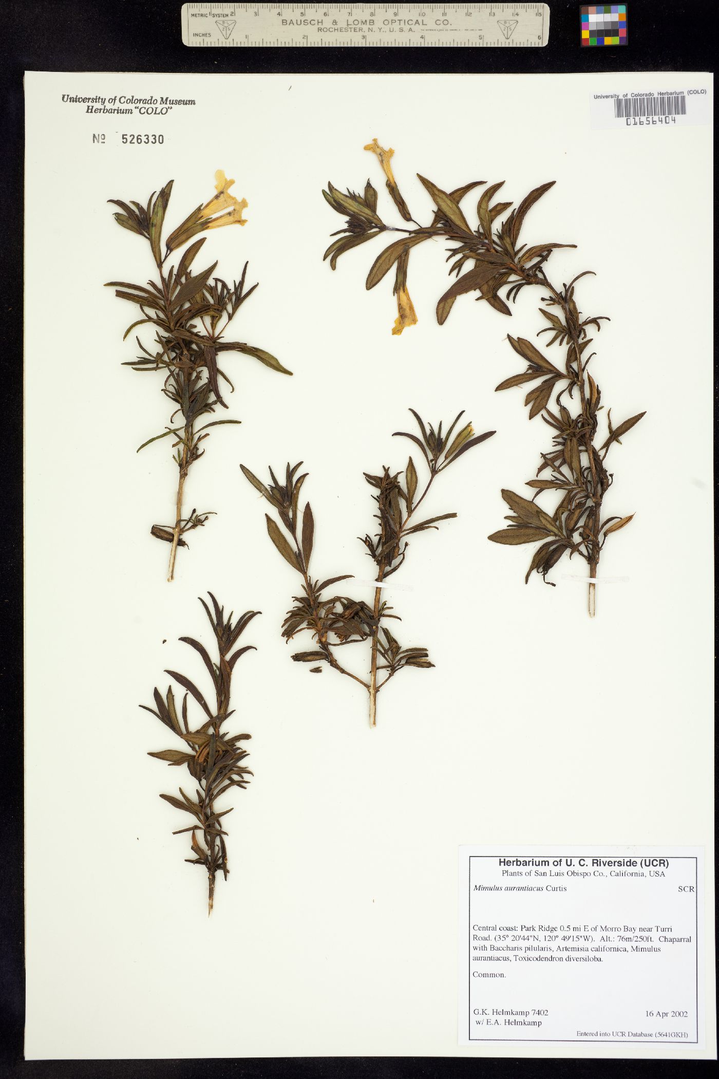 Phrymaceae image