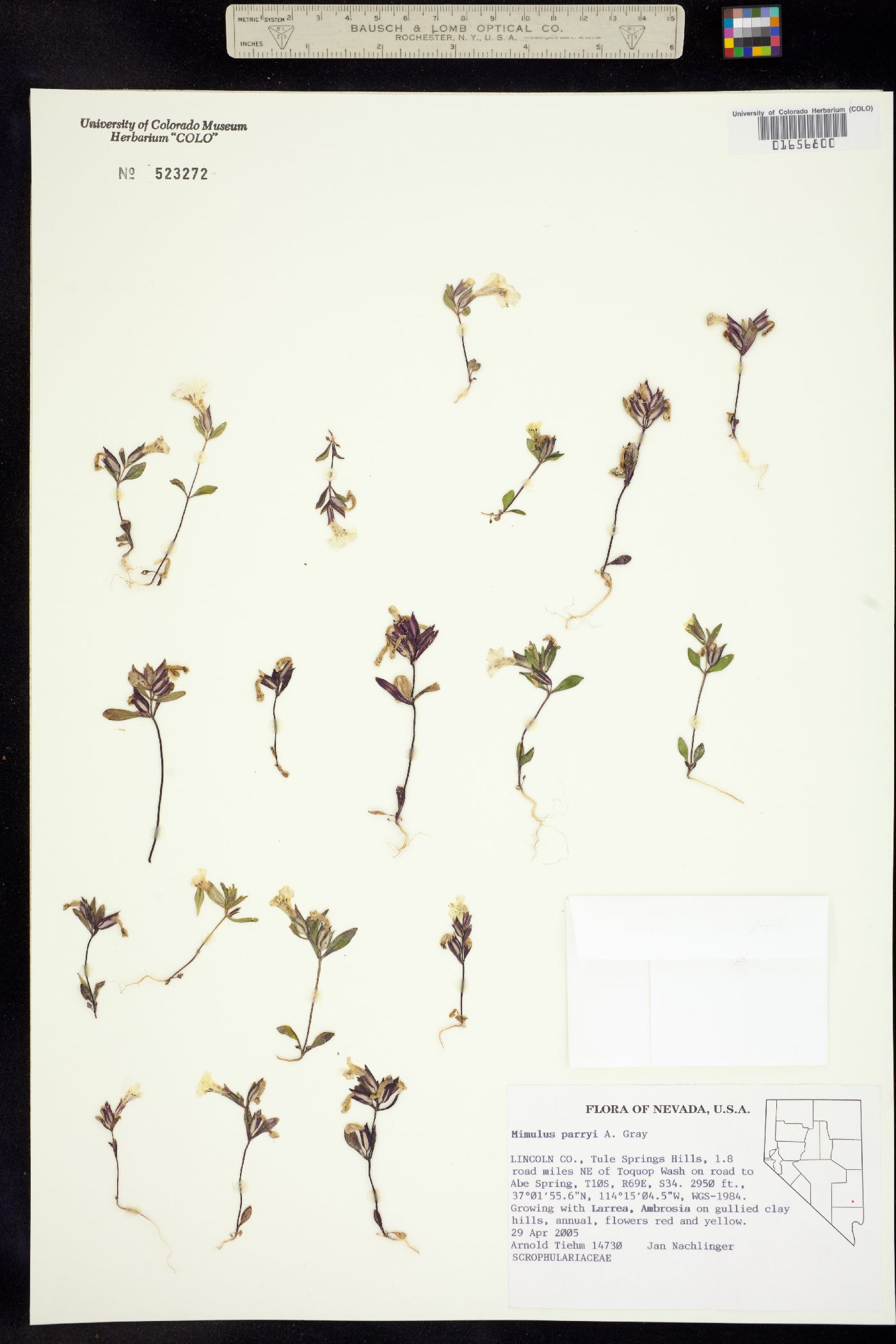 Mimulus parryi image