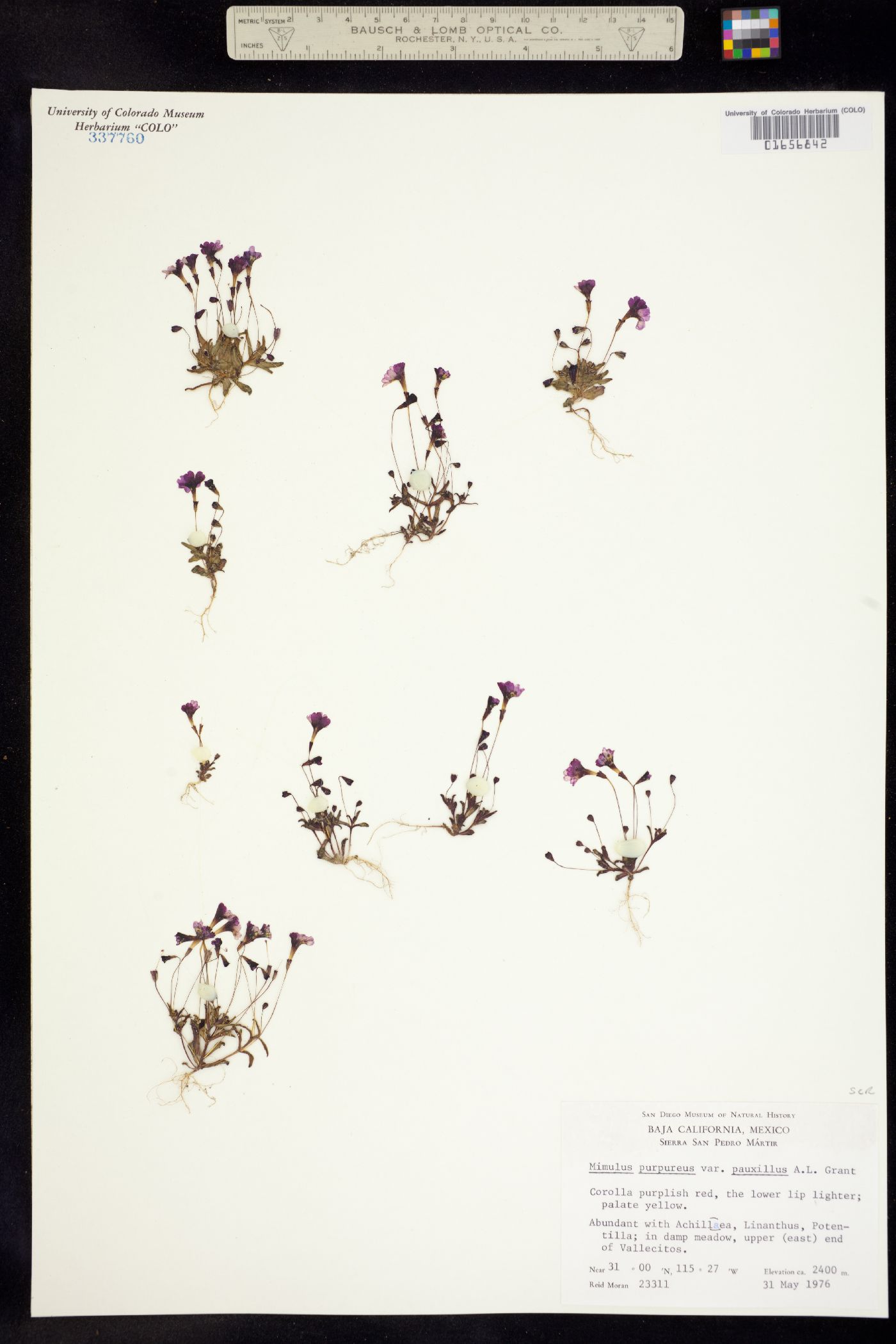 Mimulus purpureus image