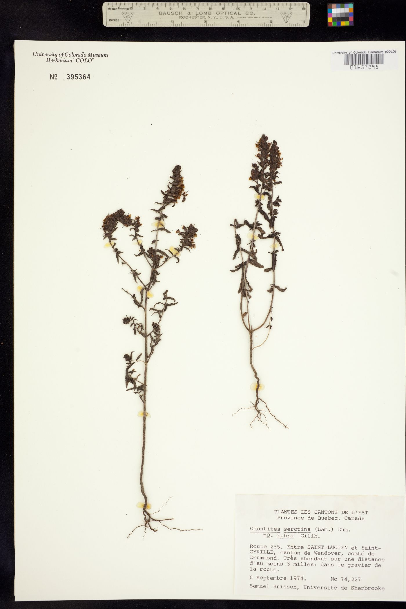 Odontites vulgaris image