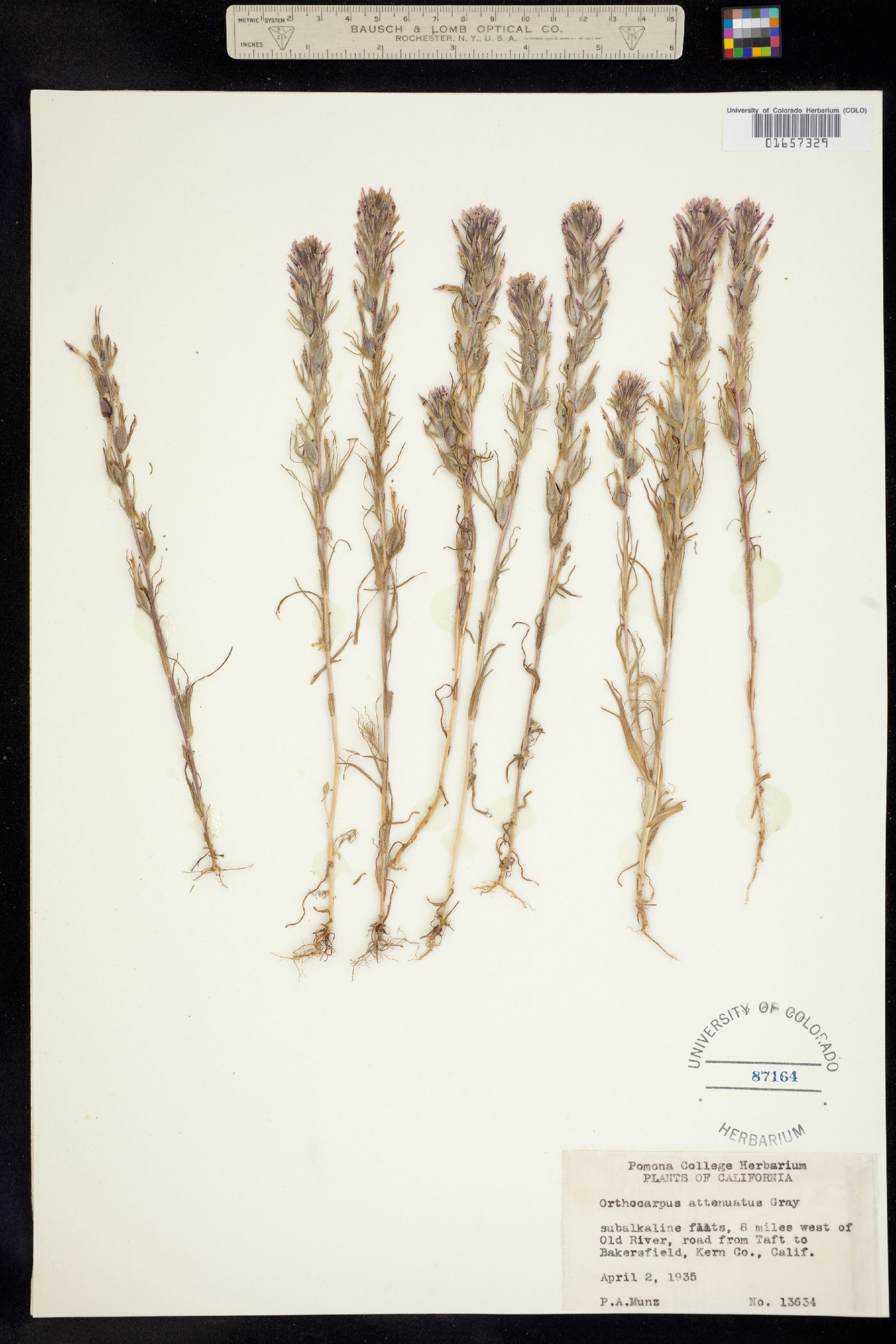 Castilleja attenuata image