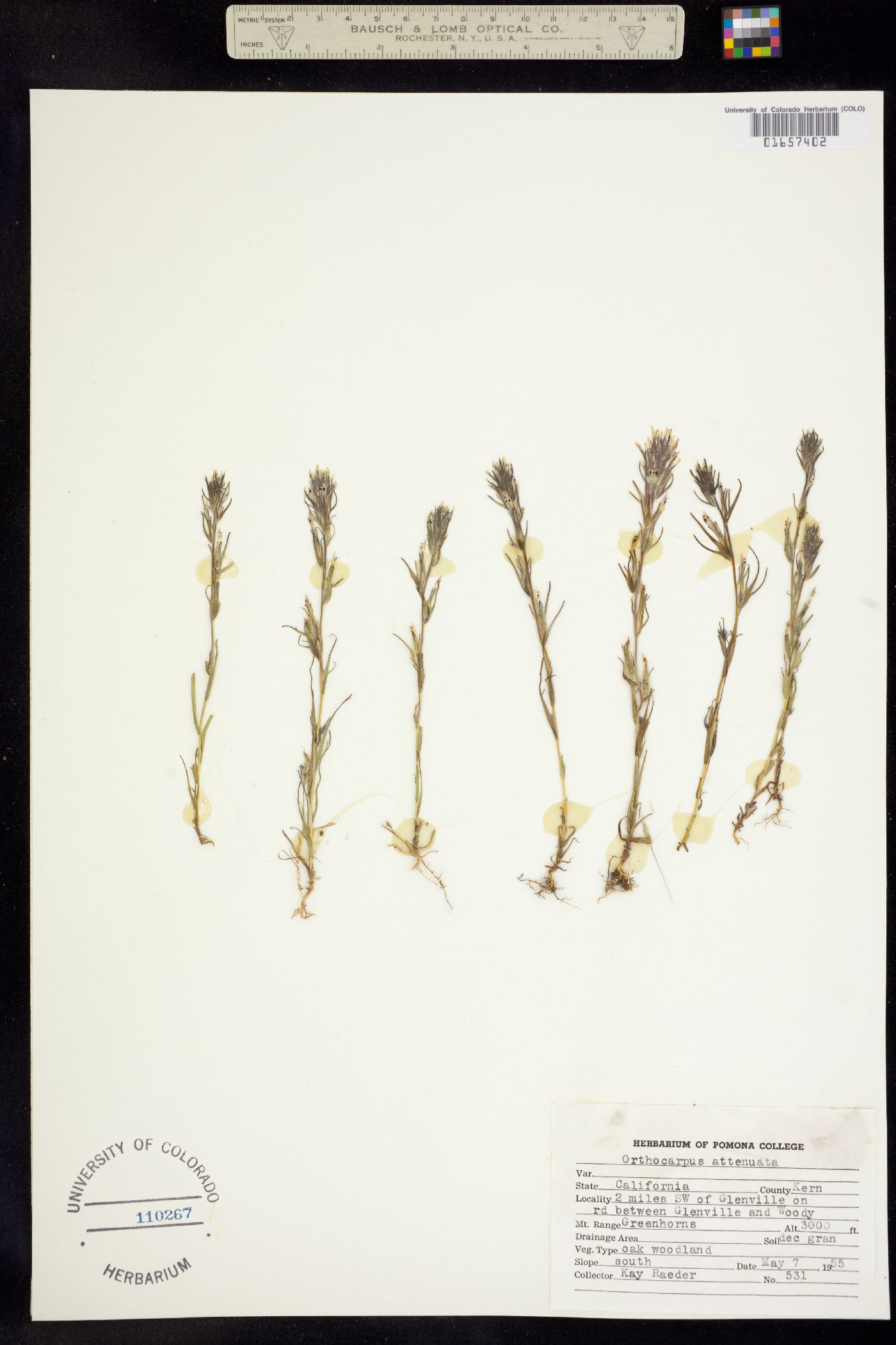 Castilleja attenuata image