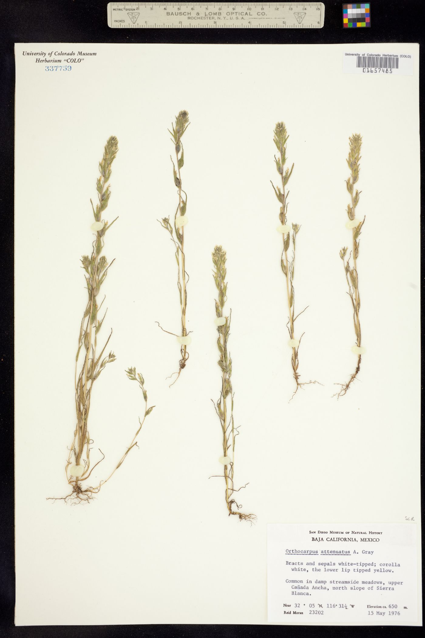 Castilleja attenuata image