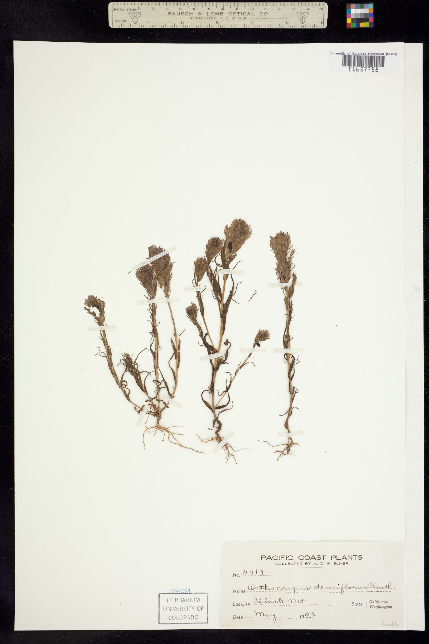 Castilleja densiflora ssp. densiflora image