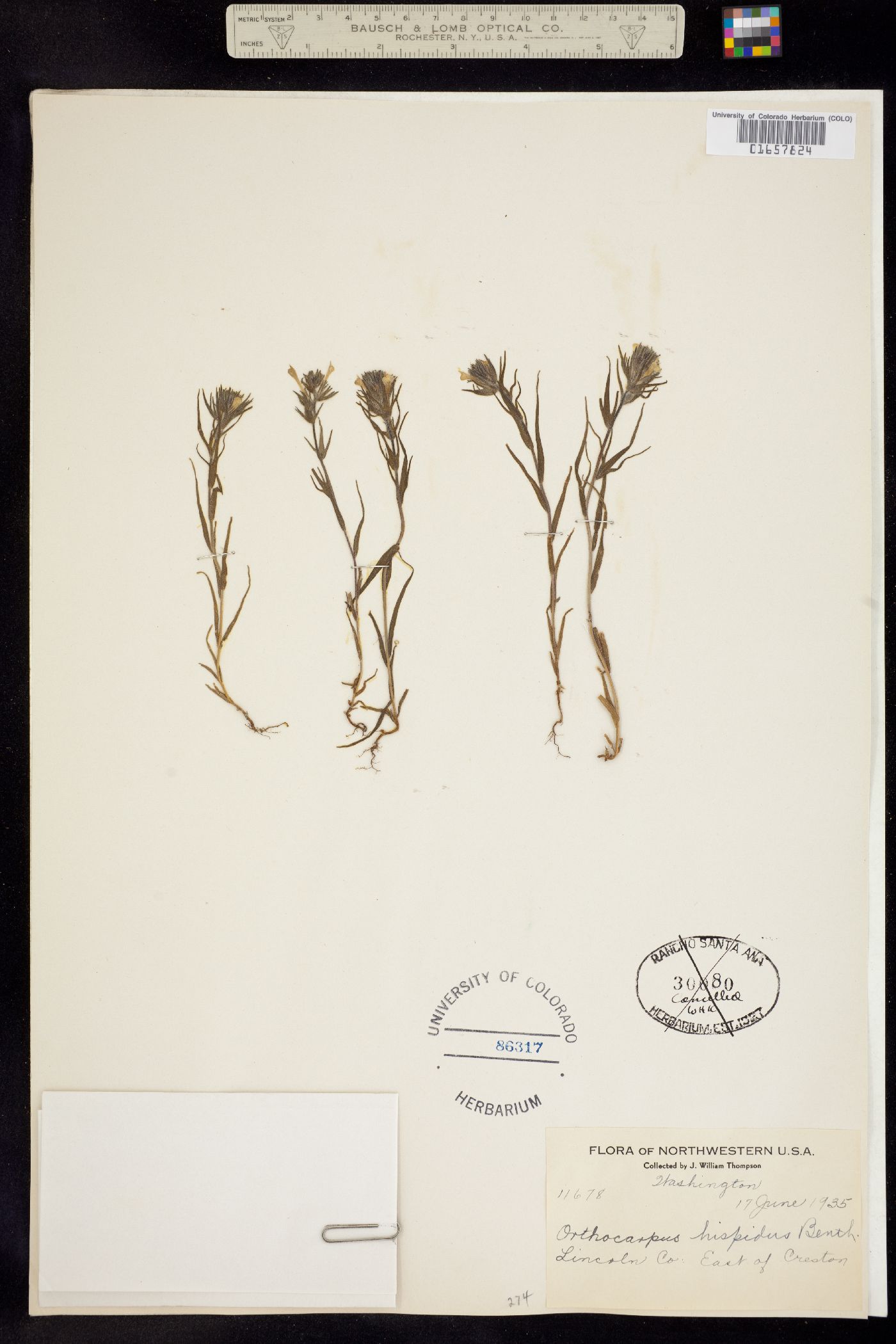 Castilleja tenuis image