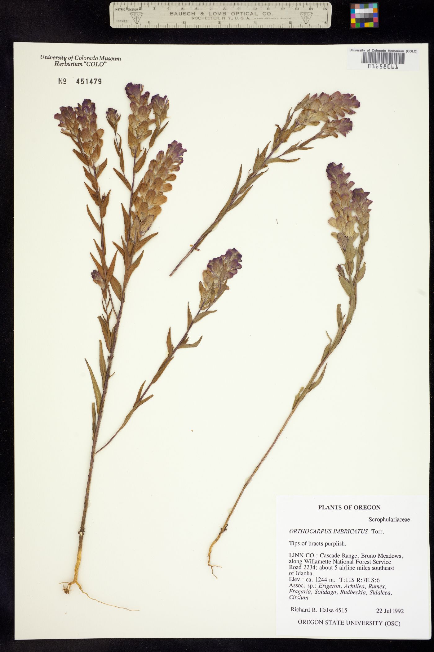 Orthocarpus imbricatus image