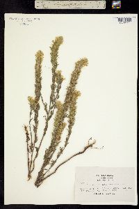 Castilleja rubicundula ssp. lithospermoides image