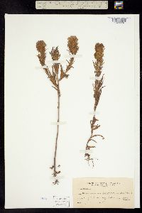Castilleja rubicundula ssp. lithospermoides image