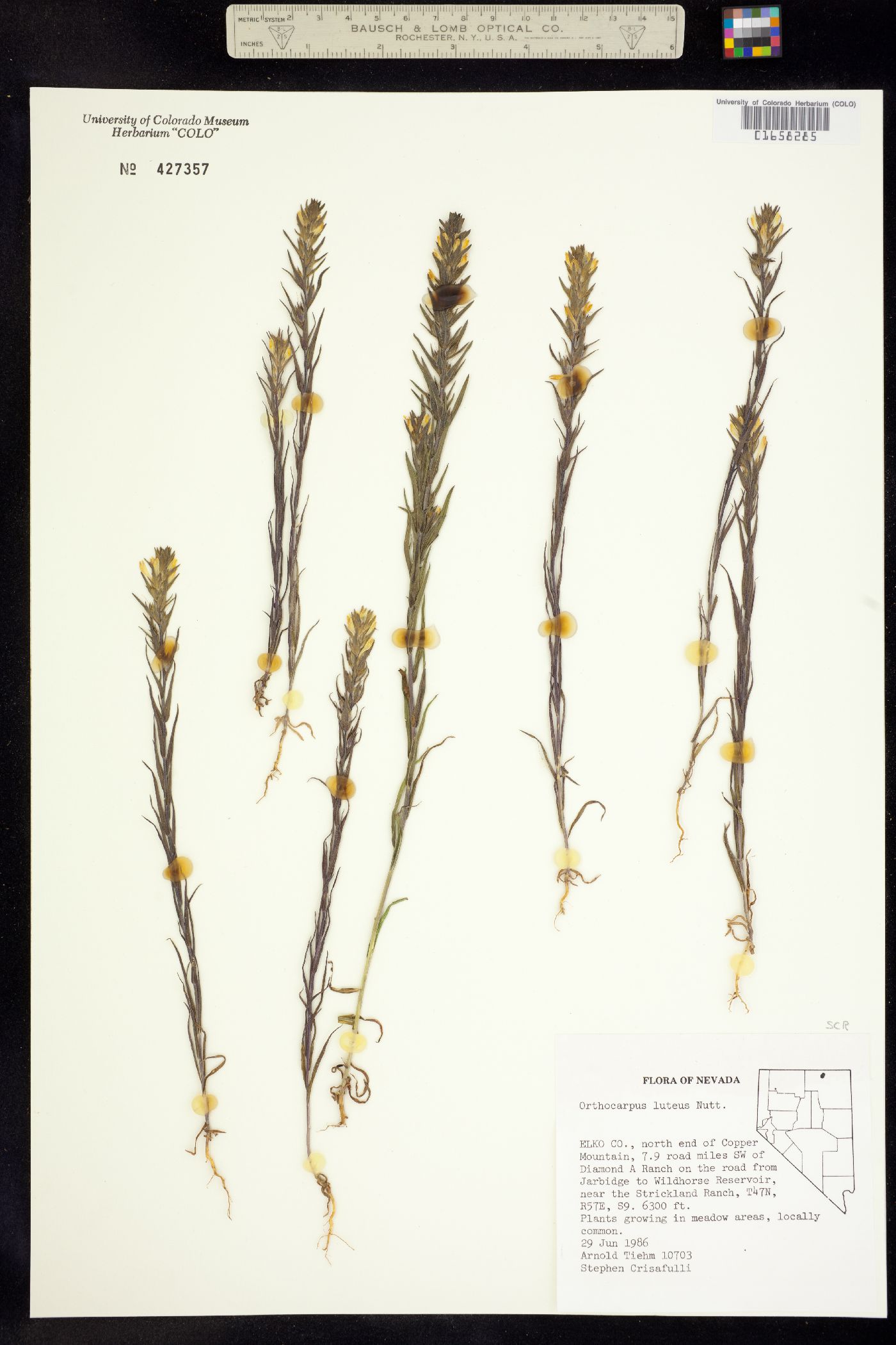 Orthocarpus luteus image