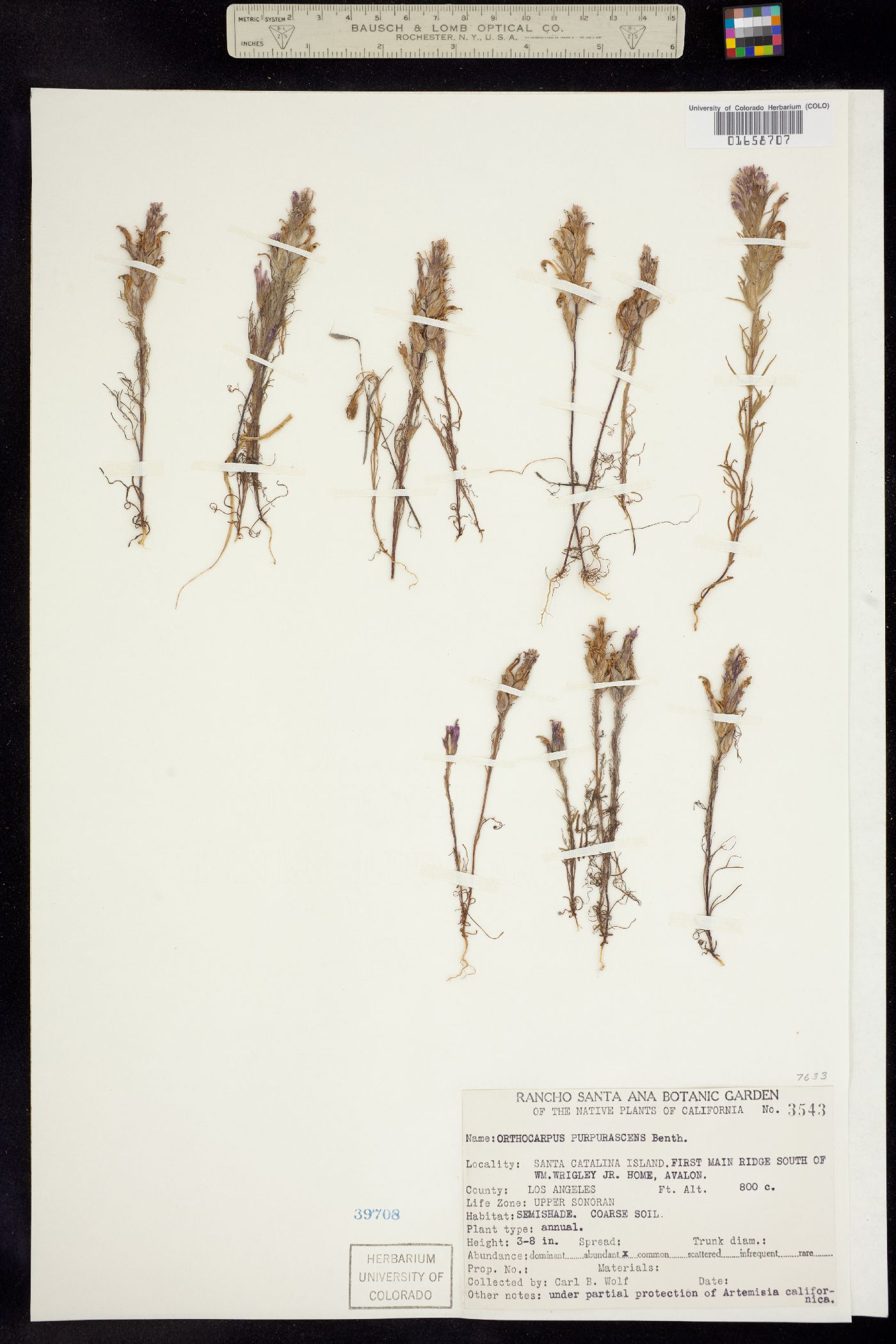 Castilleja exserta ssp. exserta image