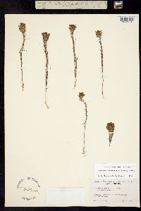 Orthocarpus tenuifolius image