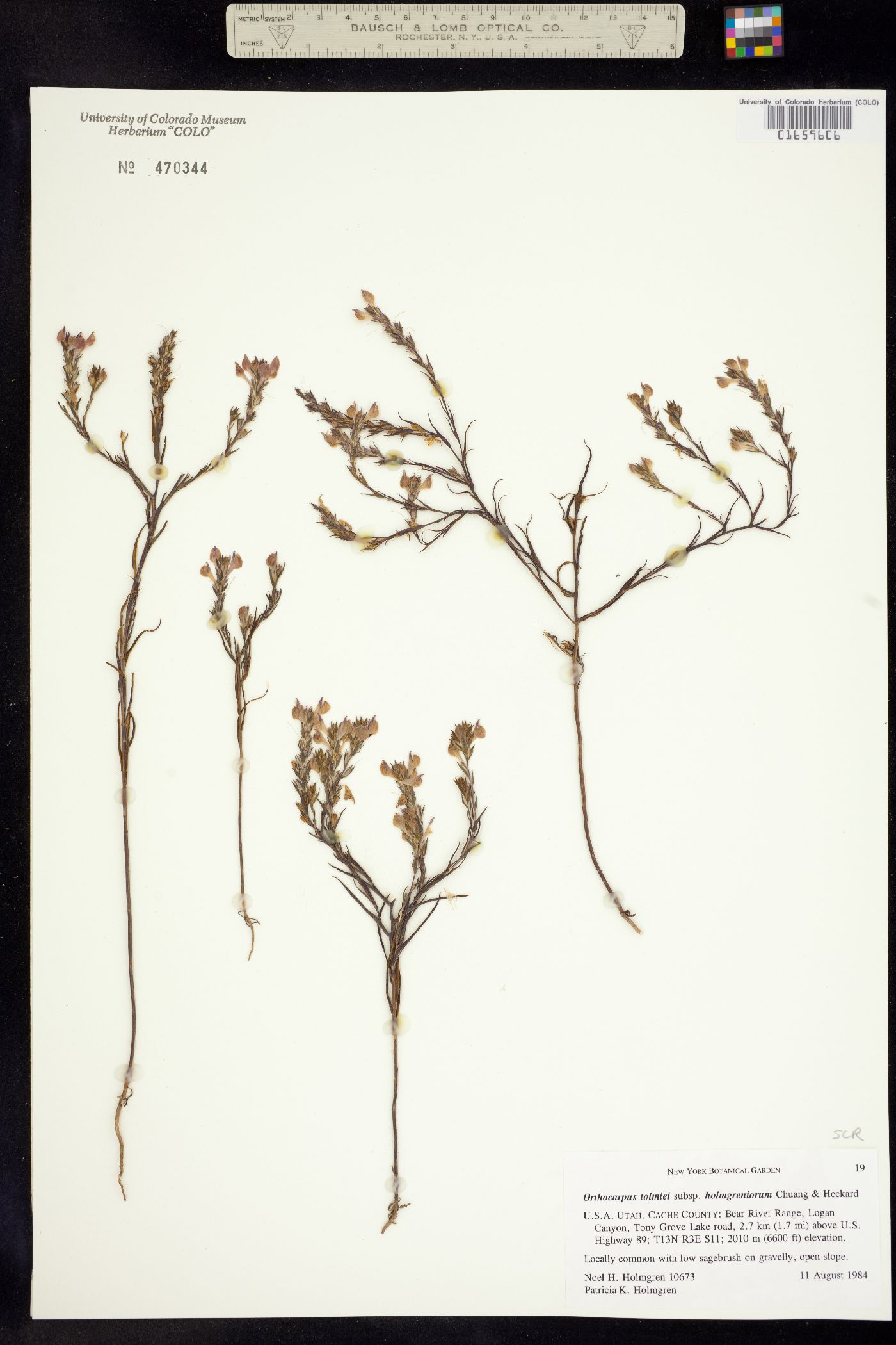 Orthocarpus tolmiei image