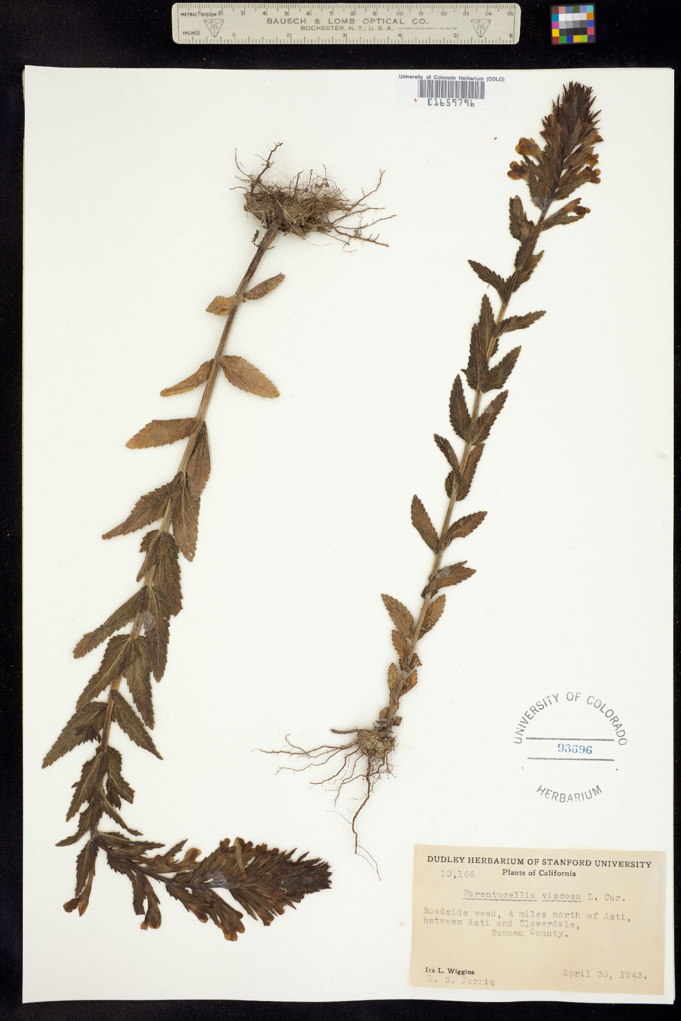 Parentucellia image