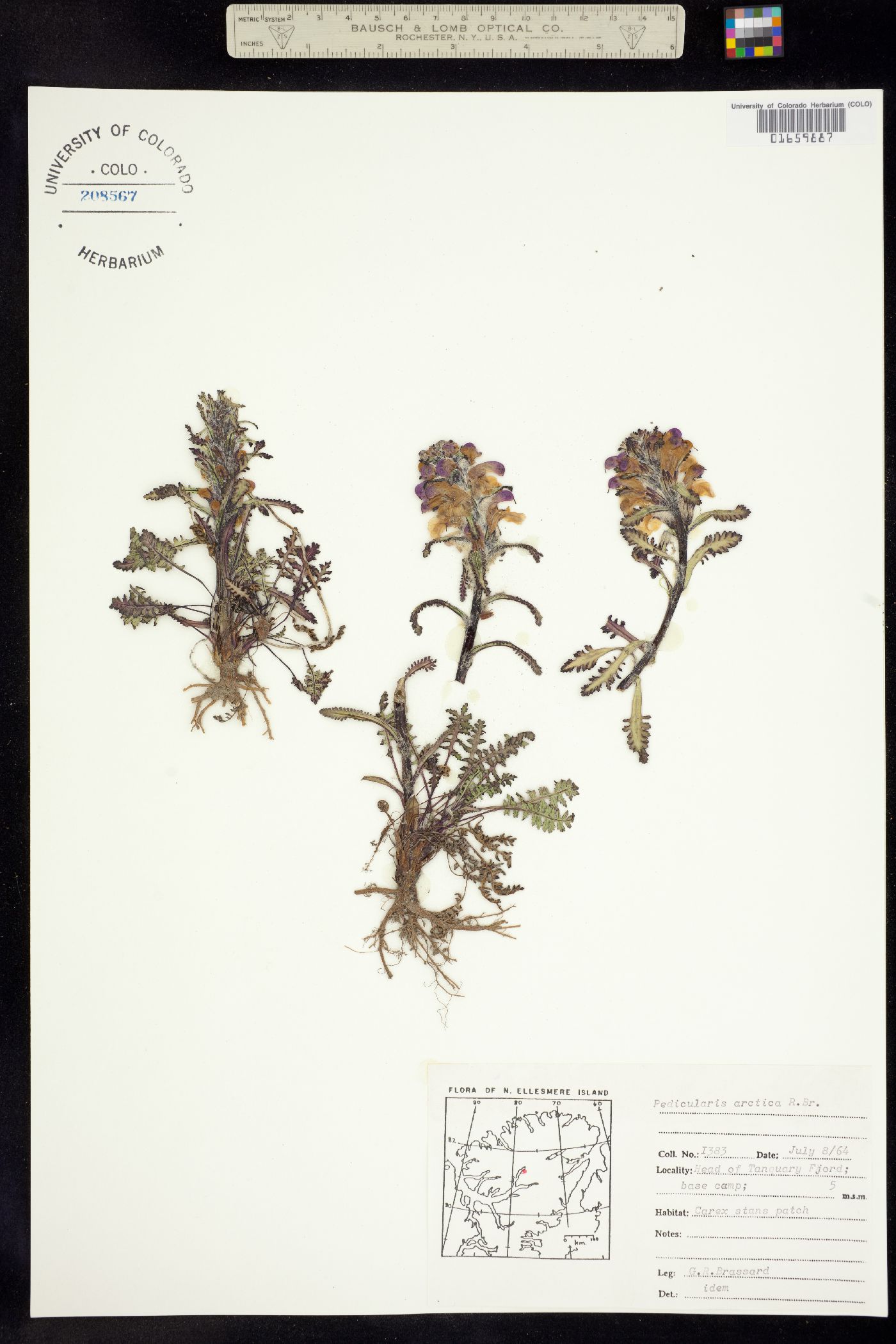 Pedicularis langsdorffii ssp. arctica image