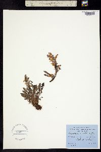 Pedicularis arctica image