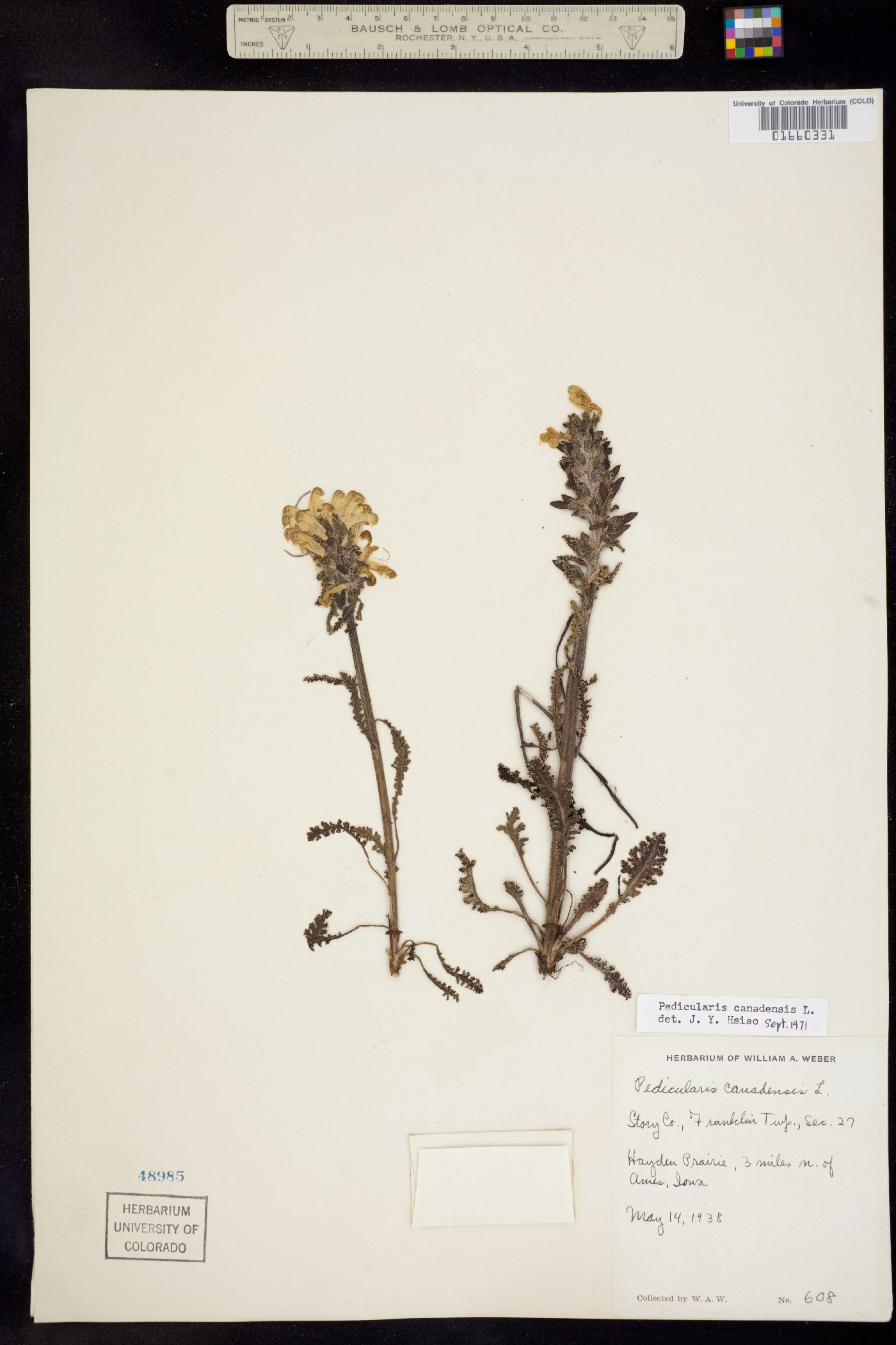 Pedicularis canadensis image