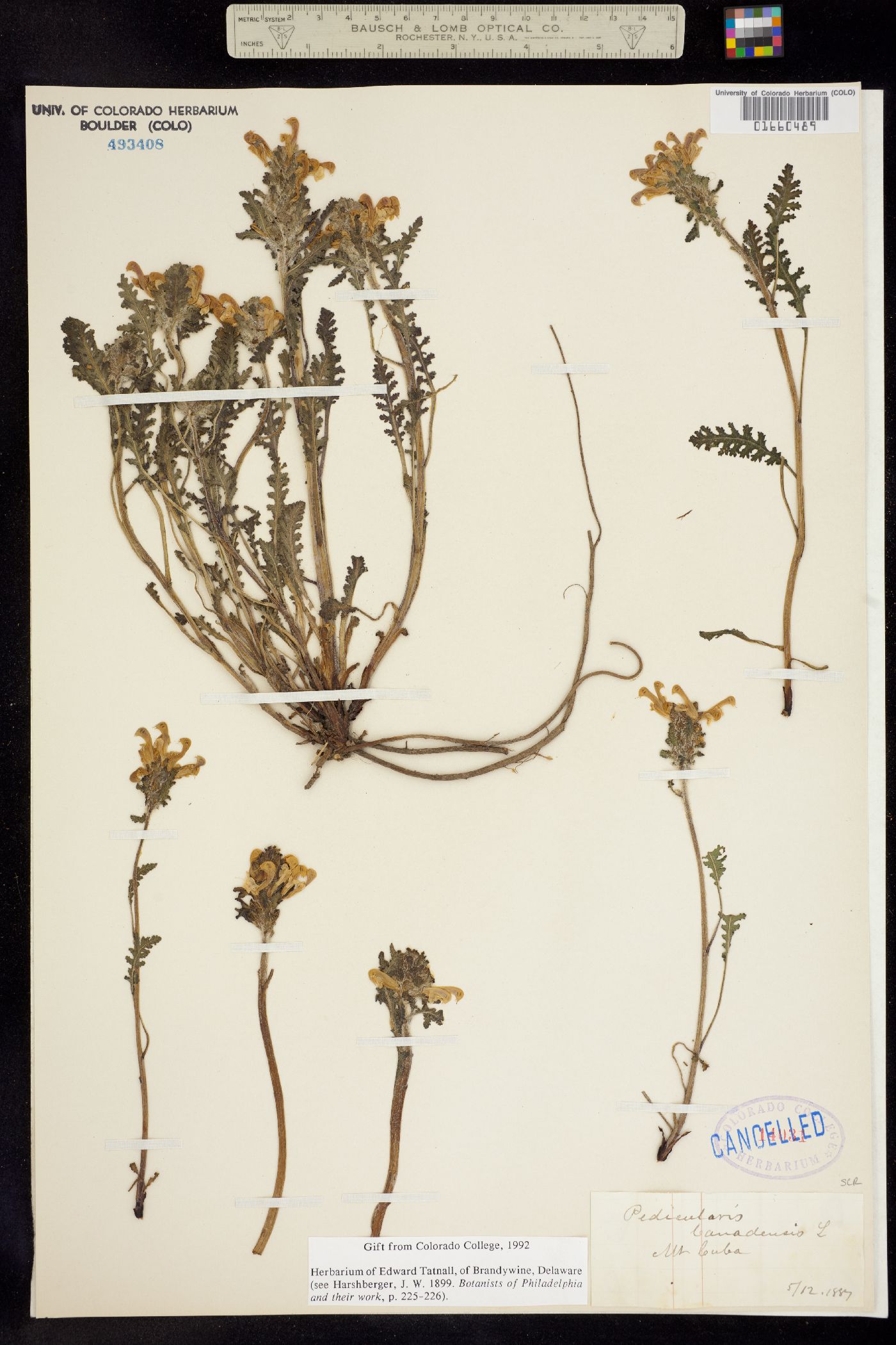 Pedicularis canadensis image