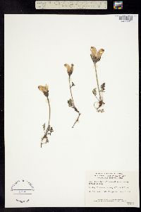 Pedicularis capitata image