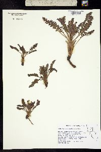 Pedicularis centranthera image