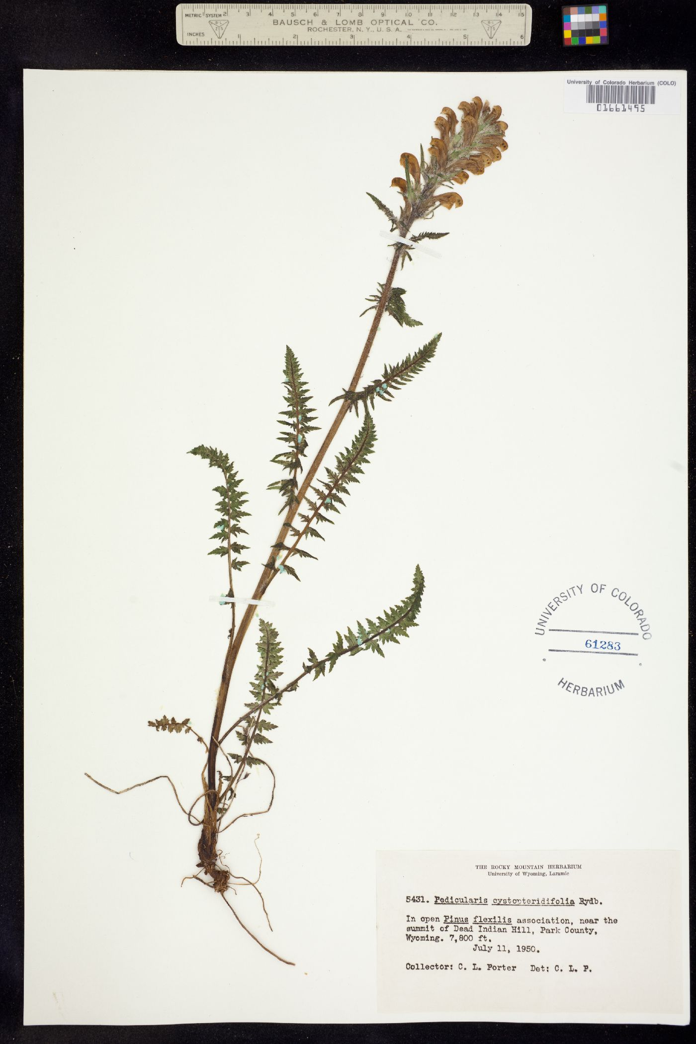 Pedicularis cystopteridifolia image