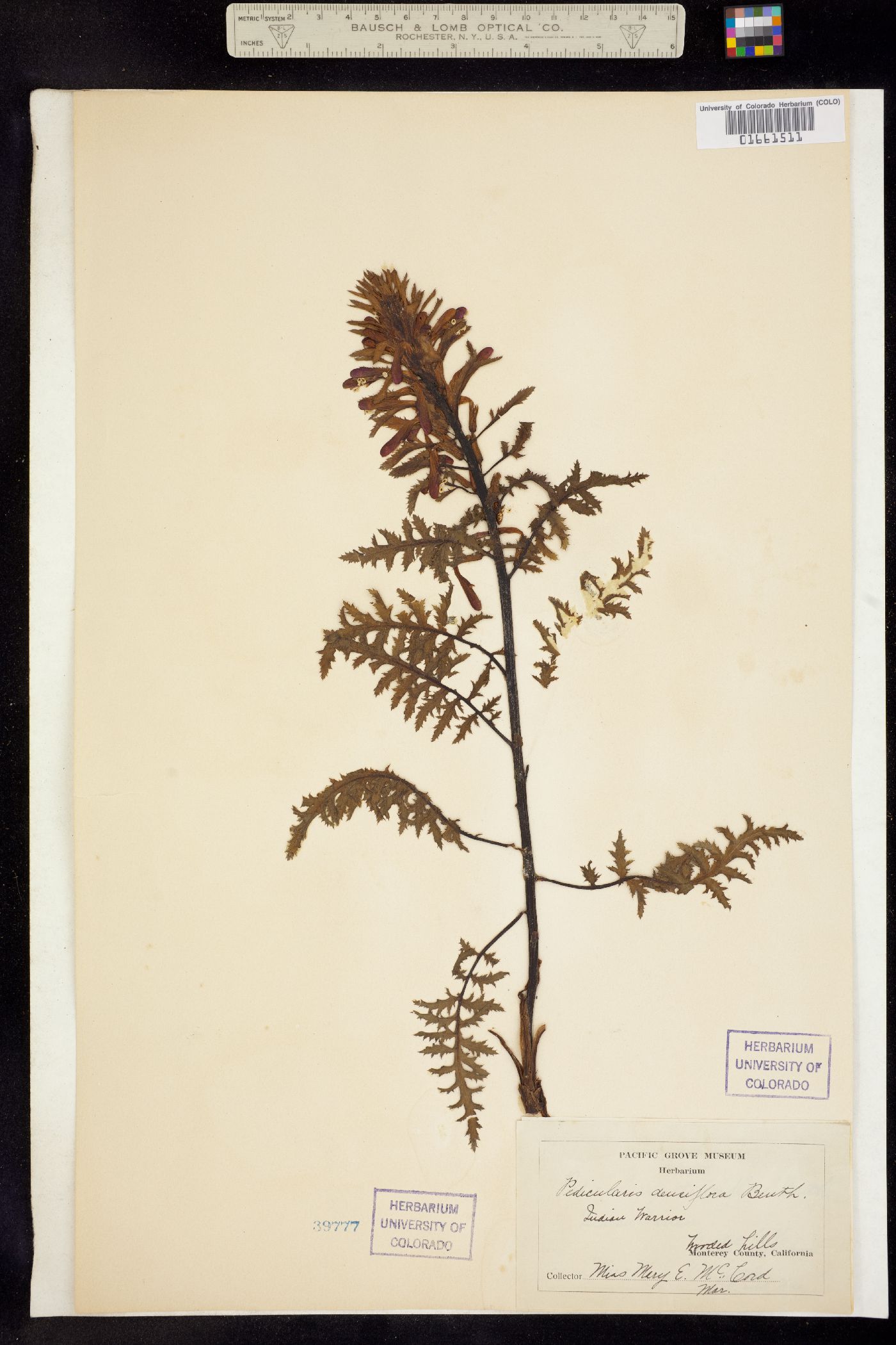 Pedicularis densiflora image