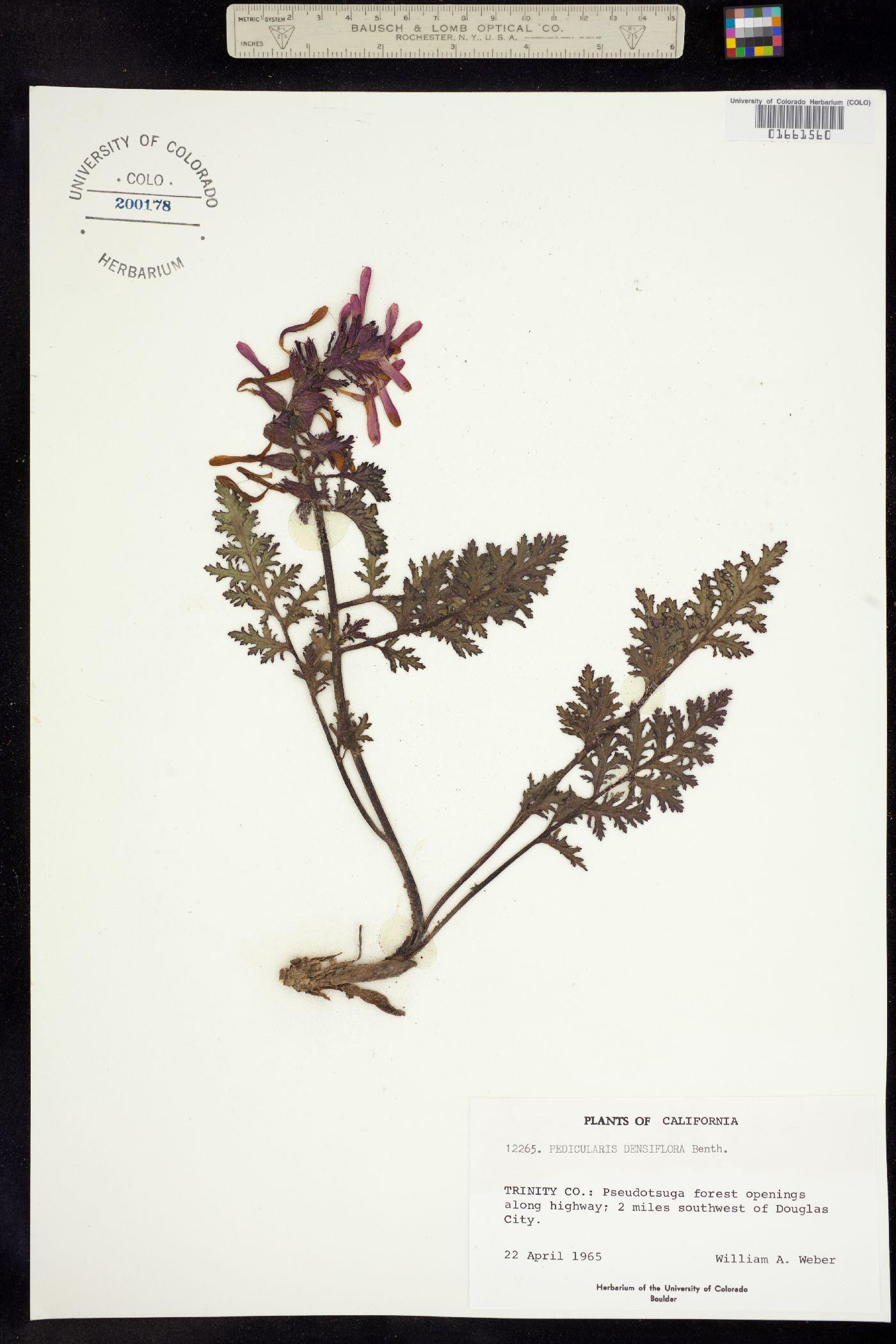 Pedicularis densiflora image