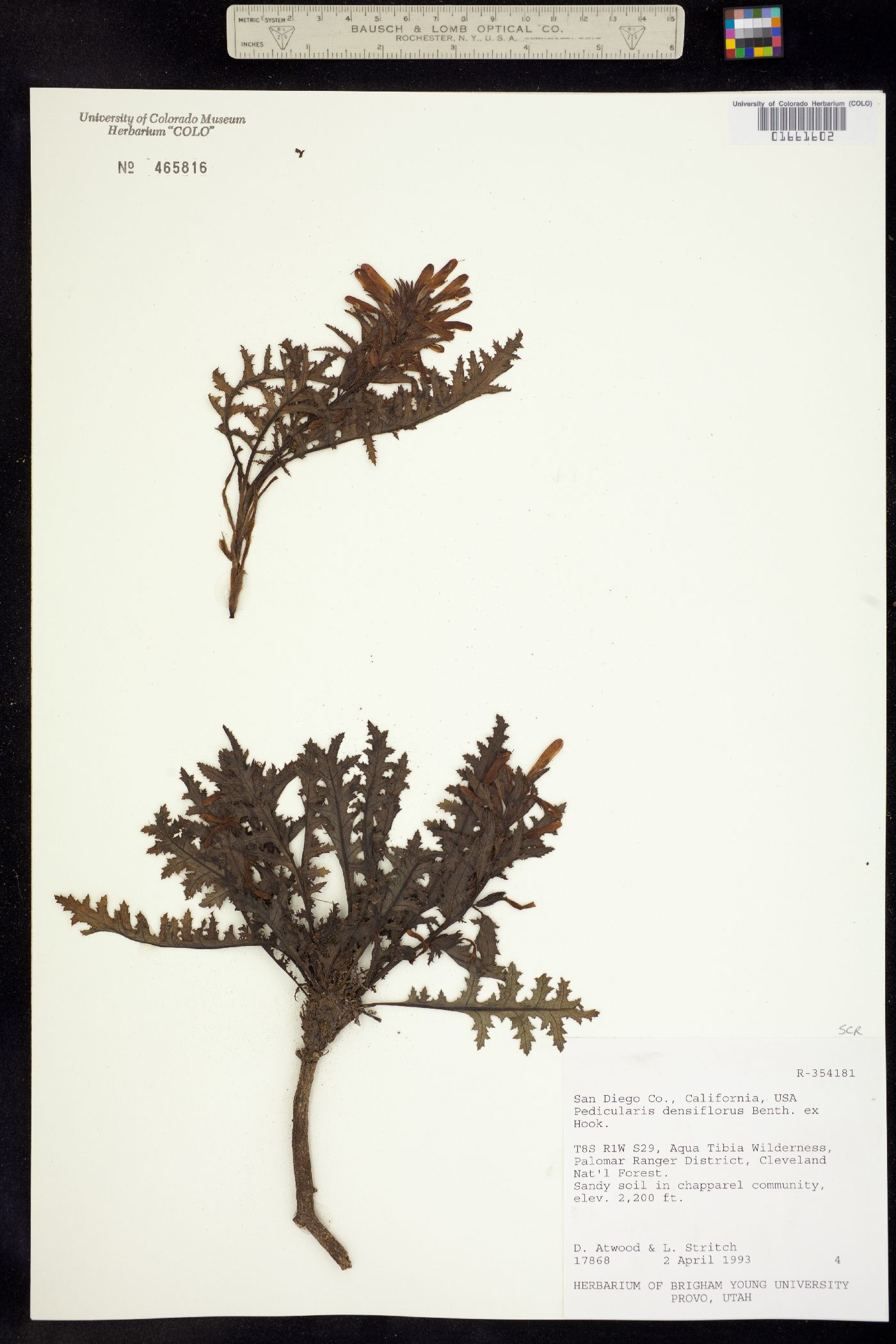 Pedicularis densiflora image