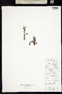 Pedicularis flammea image