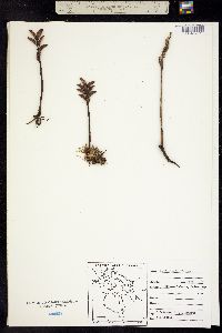 Pedicularis flammea image